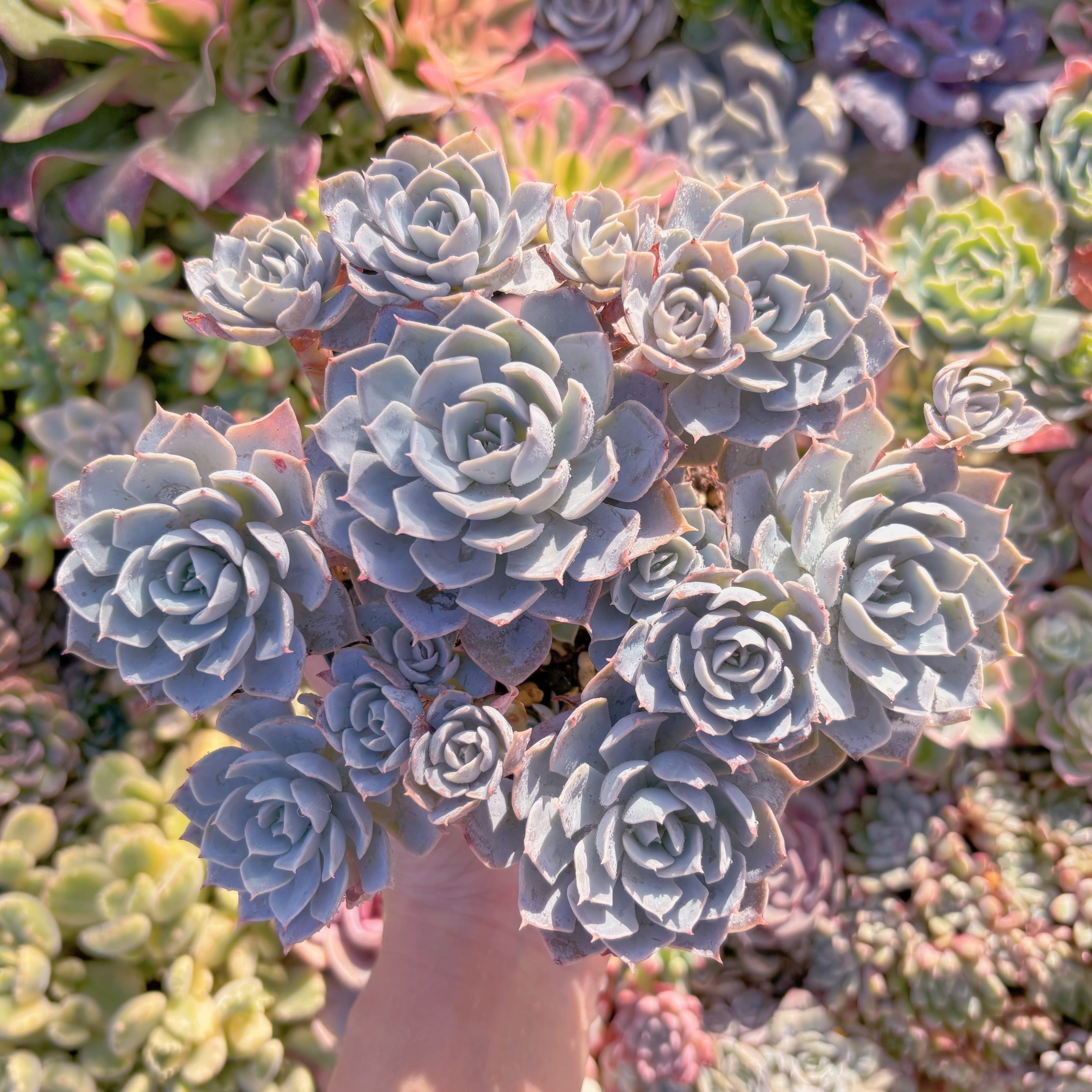 現品　デスメチアナ#M079　大群生　るる農園