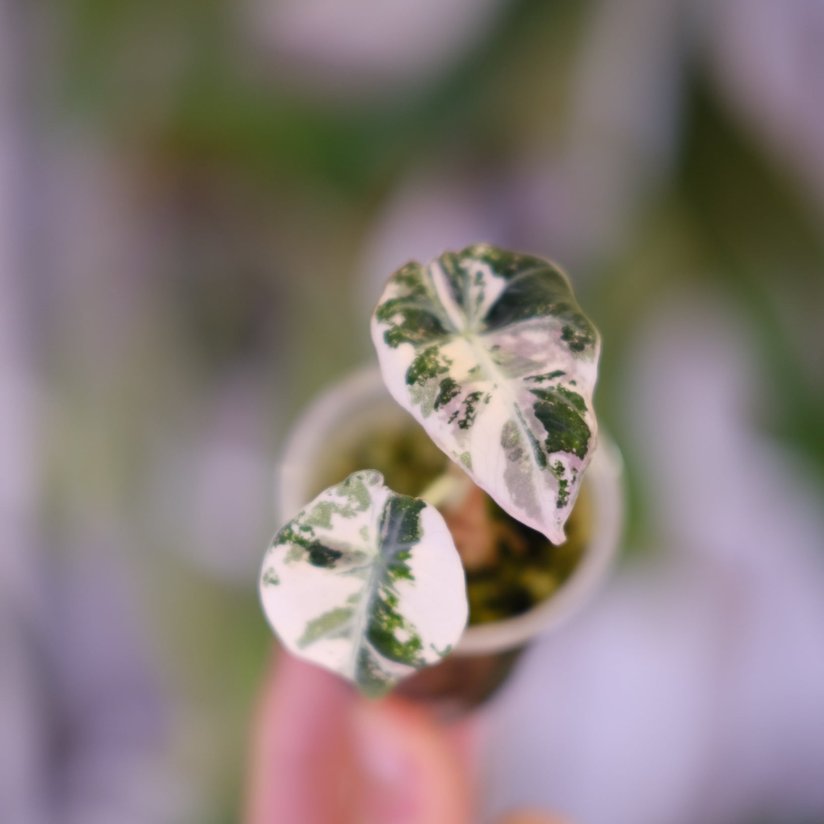 Alocasia Black Velvet Pink Albo│アロカシア ブラックベルベット