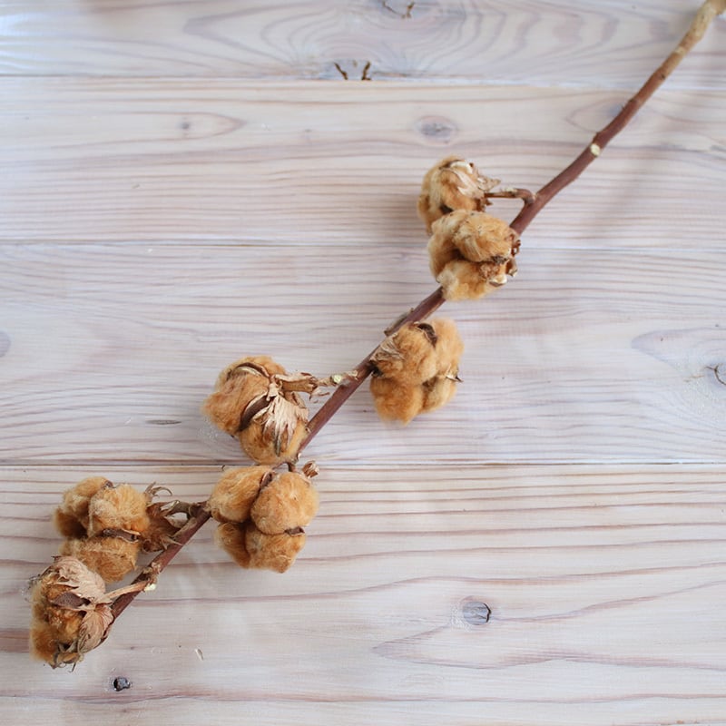 綿の実枝つき ブラウン / コットンフラワー リース 花材 クリスマス