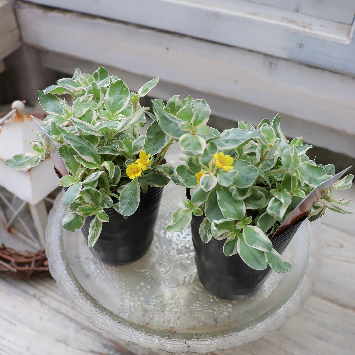 リシマキア 'トワイライト' 斑入りリーフ苗 ― 淡いグリーンとクリーム