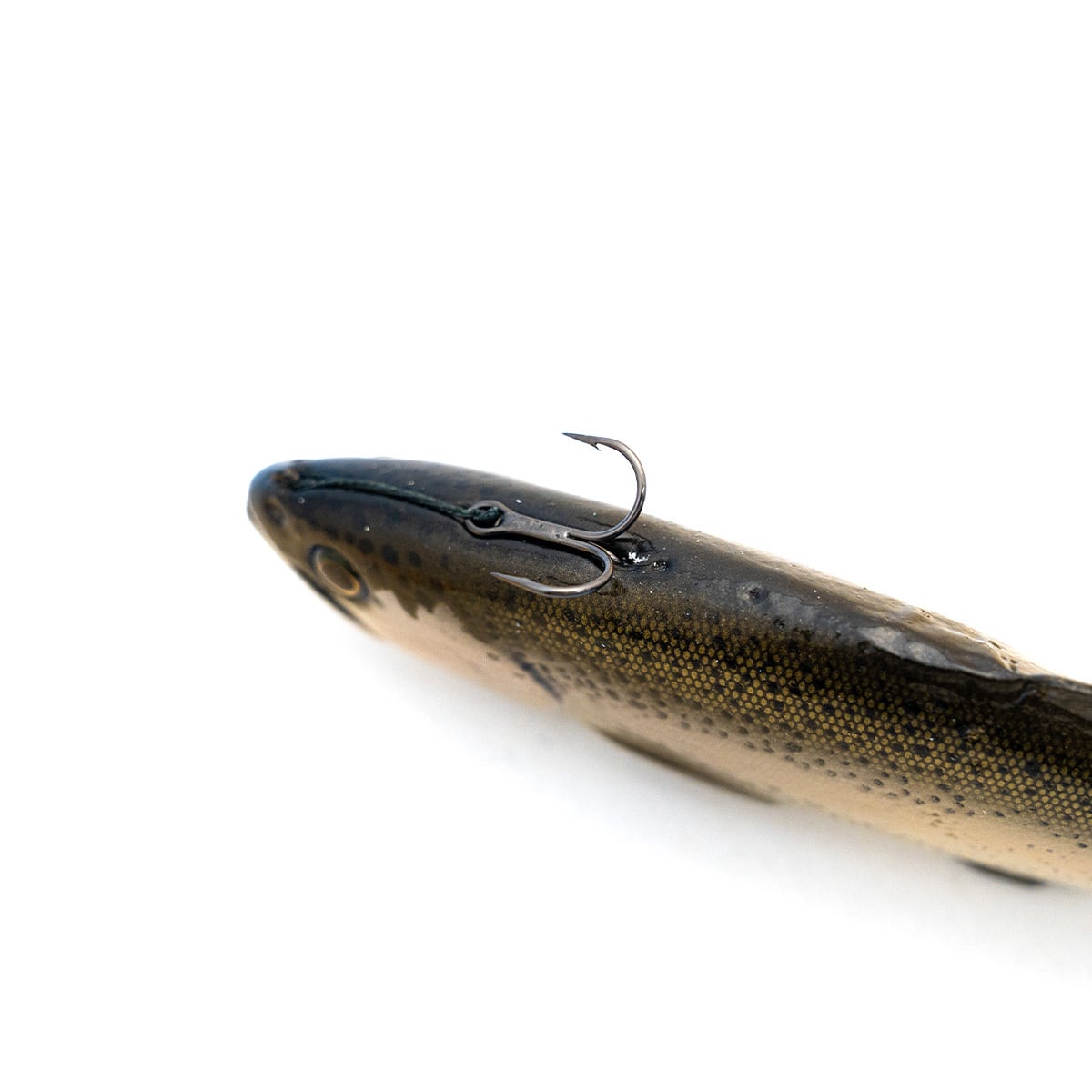 Chaos Bait / Chaos Trout 9.5 #Dark Trout | modeB Trading