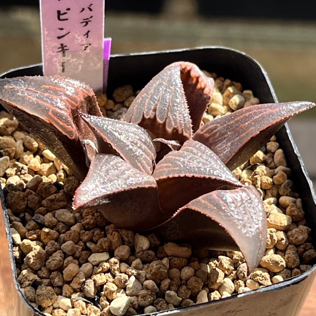 ハオルチア バディア ピンキー | mocono_plants