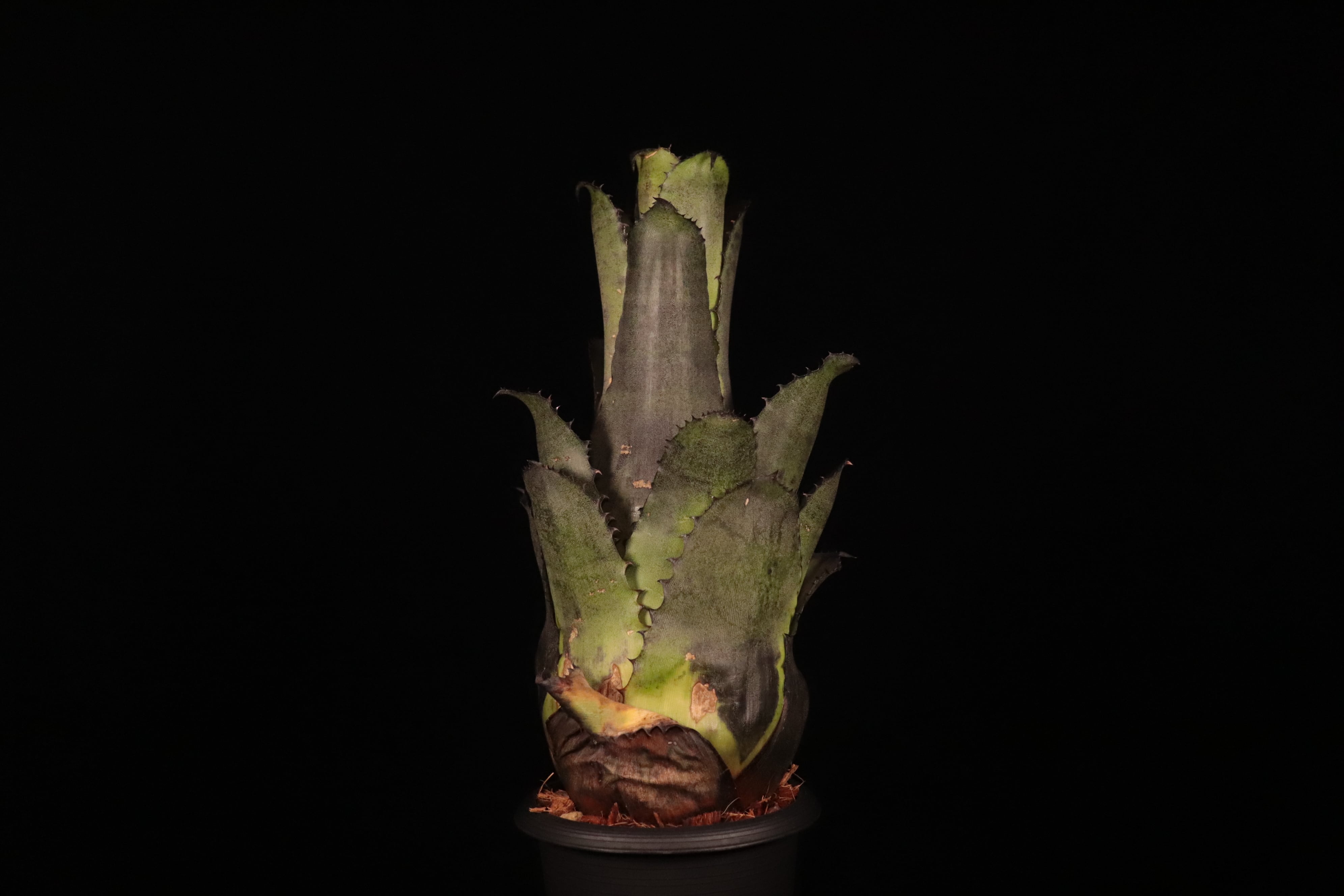 送料無料】Hohenbergia leopoldo-horstii (Double thorn clone