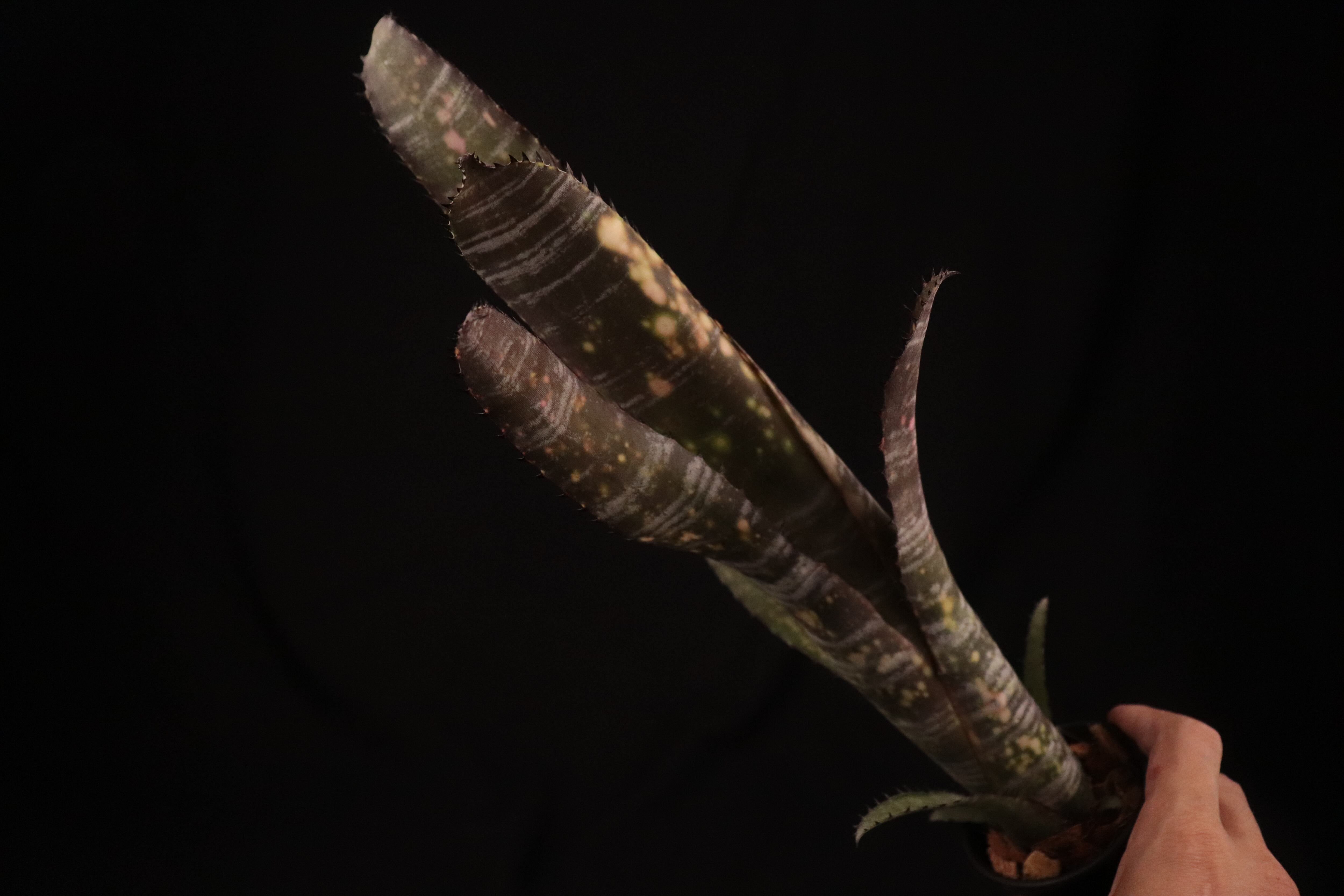 送料無料】Billbergia 'Zipline'〔ビルベルギア〕現品発送B0176