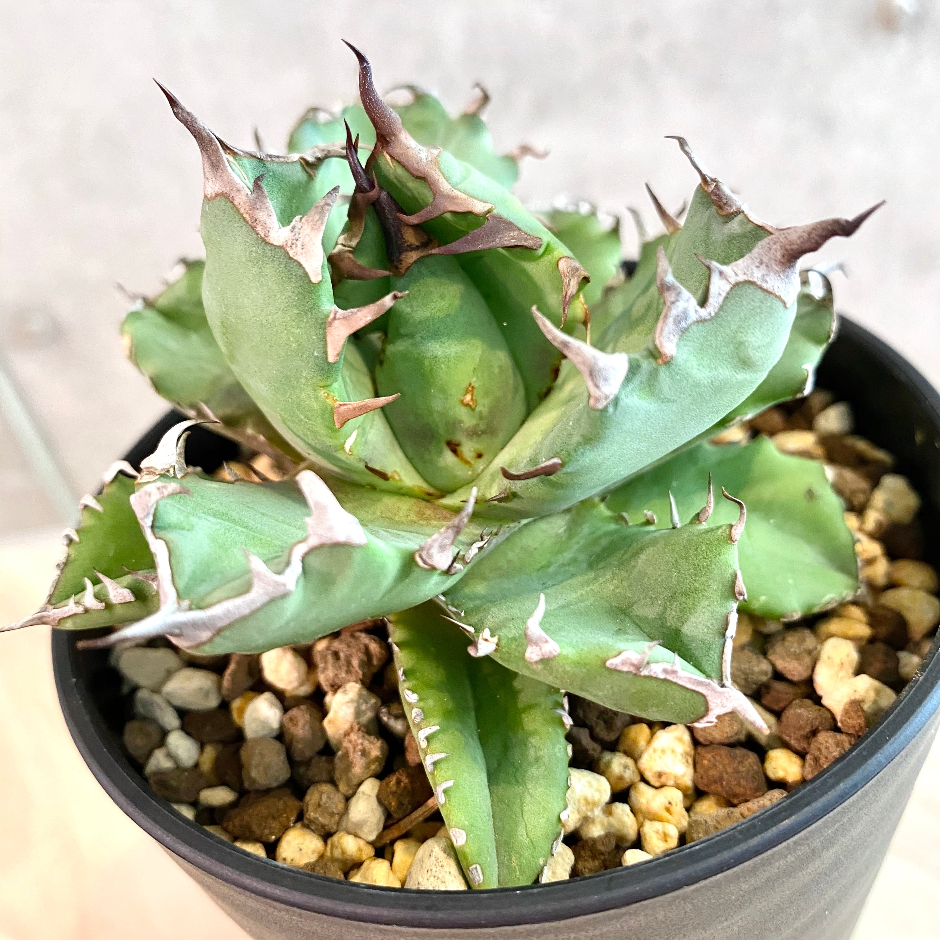 agave titanota No1 /アガベ チタノタ　ナンバーワン 【観葉植物】【多肉植物】【インテリア】【鉢込み発送】【発根済】【美株】