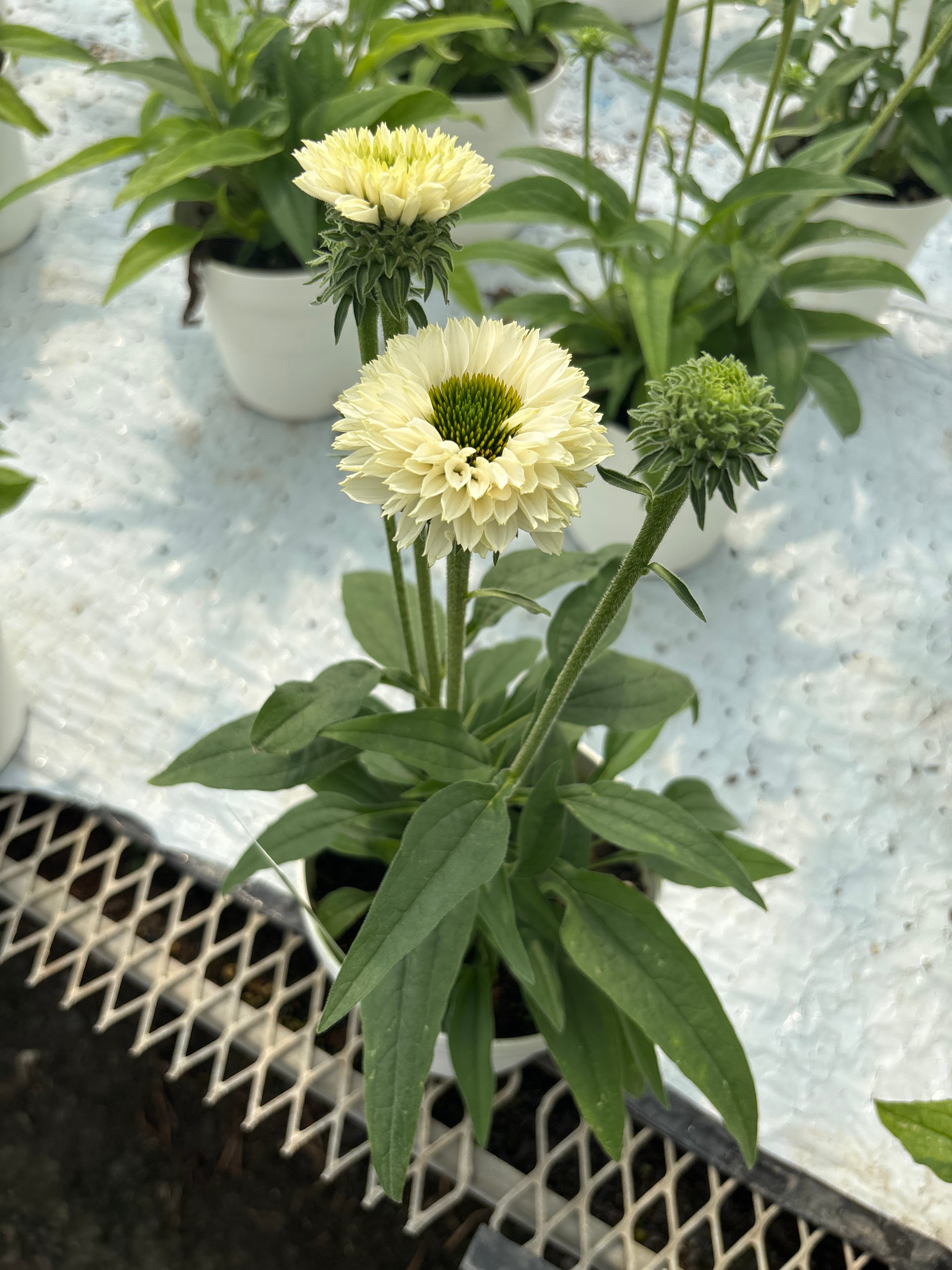 再販☆エキナセア5寸 サンシーカーズホワイトパーフェクション | flowerbiz