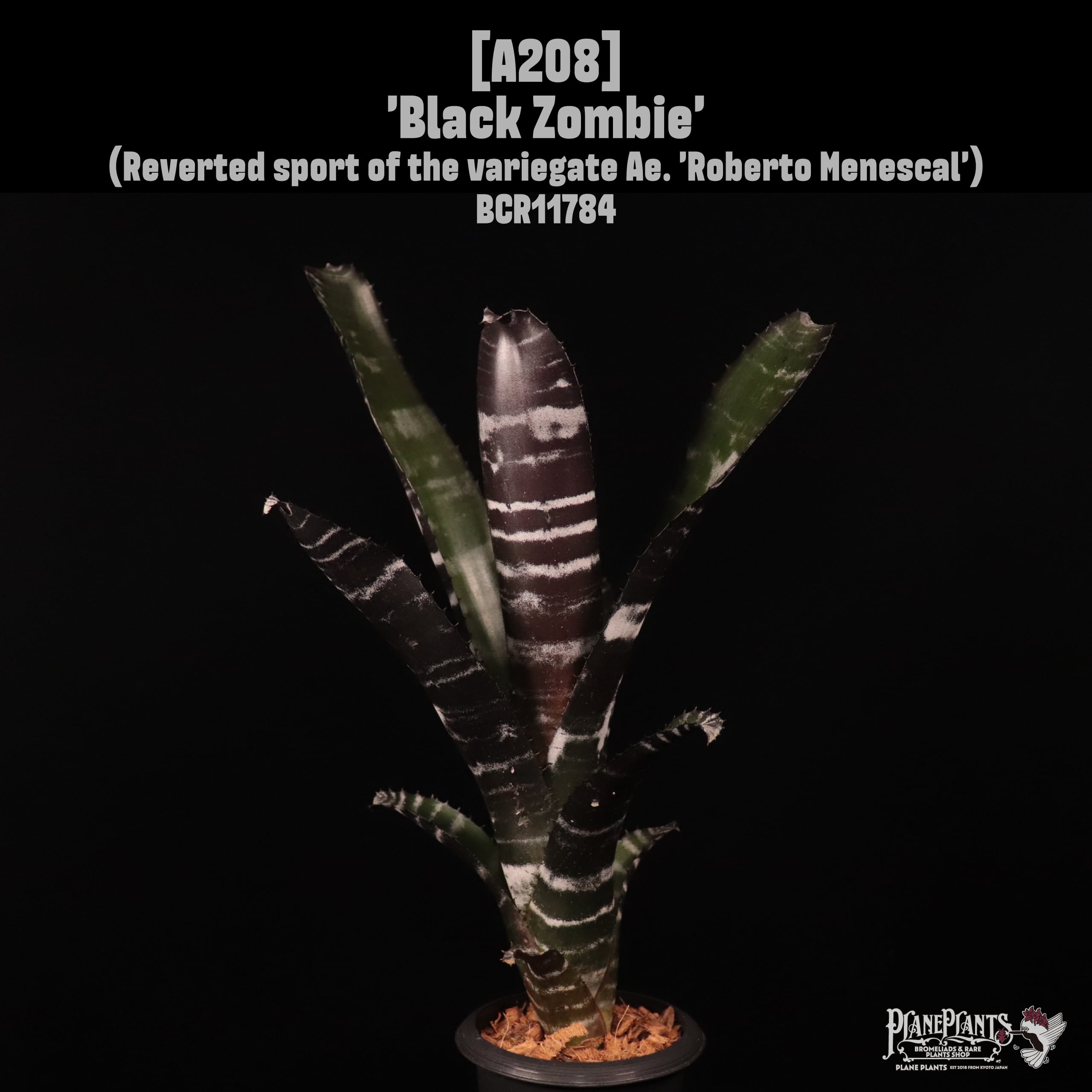 Aechmea 'Black Zombie'〔エクメア〕A208