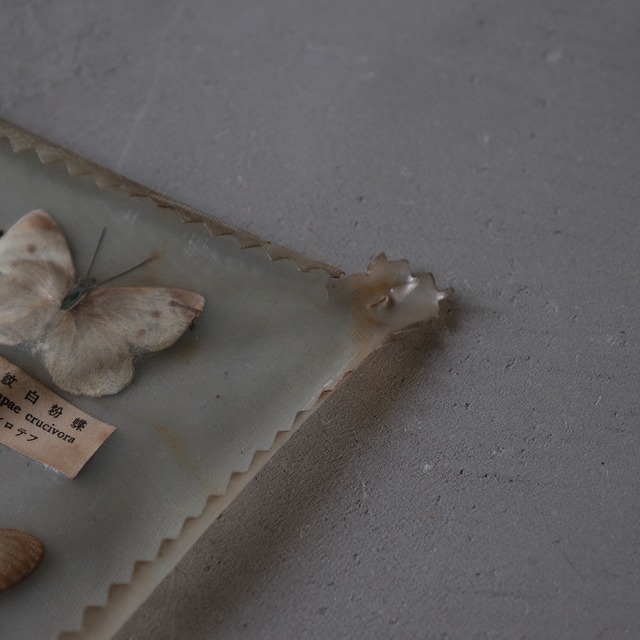 Butterfly specimens