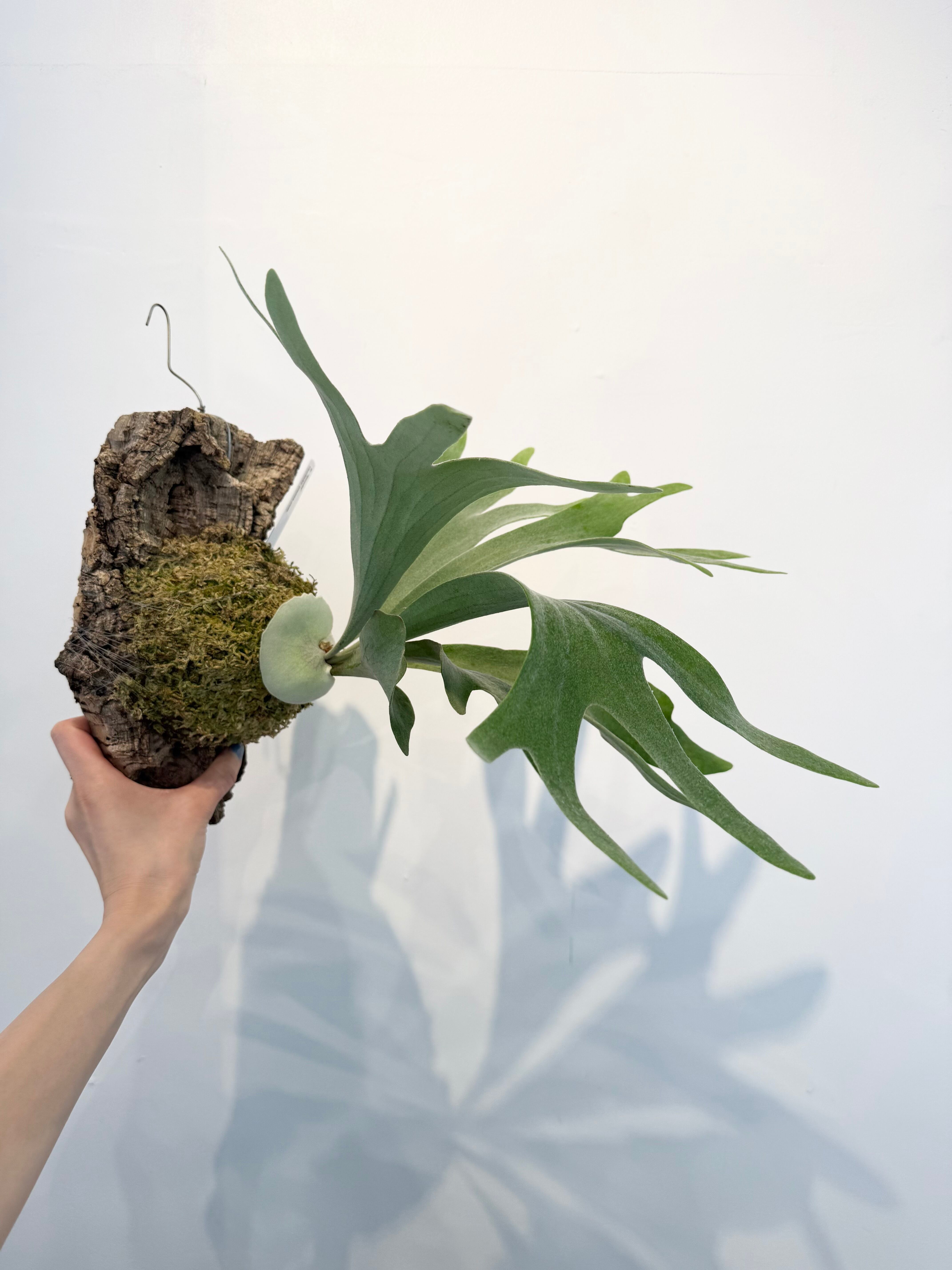 P. bambi ビカクシダ バンビ a) P. 'Bambi' ビカクシダ バンビ | vandaka plants