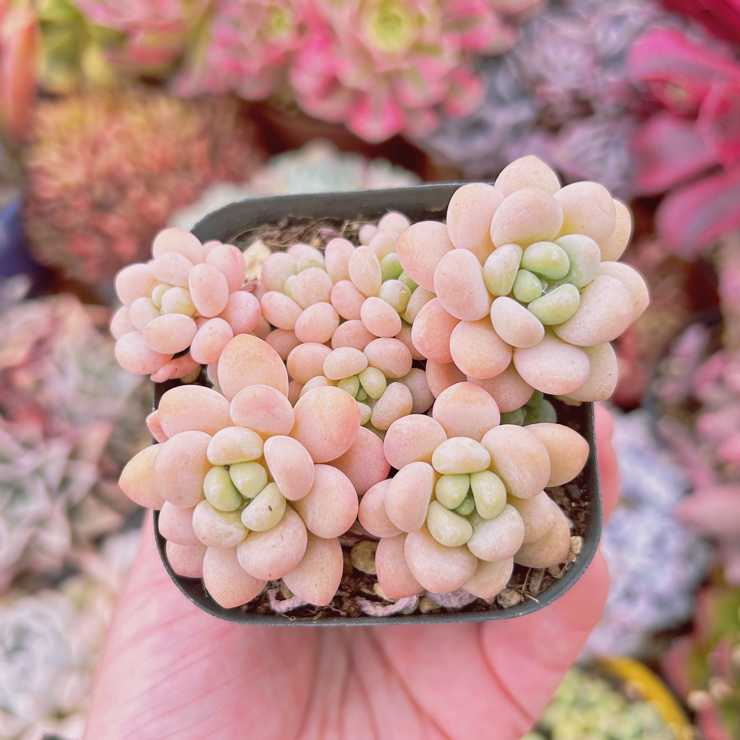 #404現物　多肉植物　ストロベリーミルク