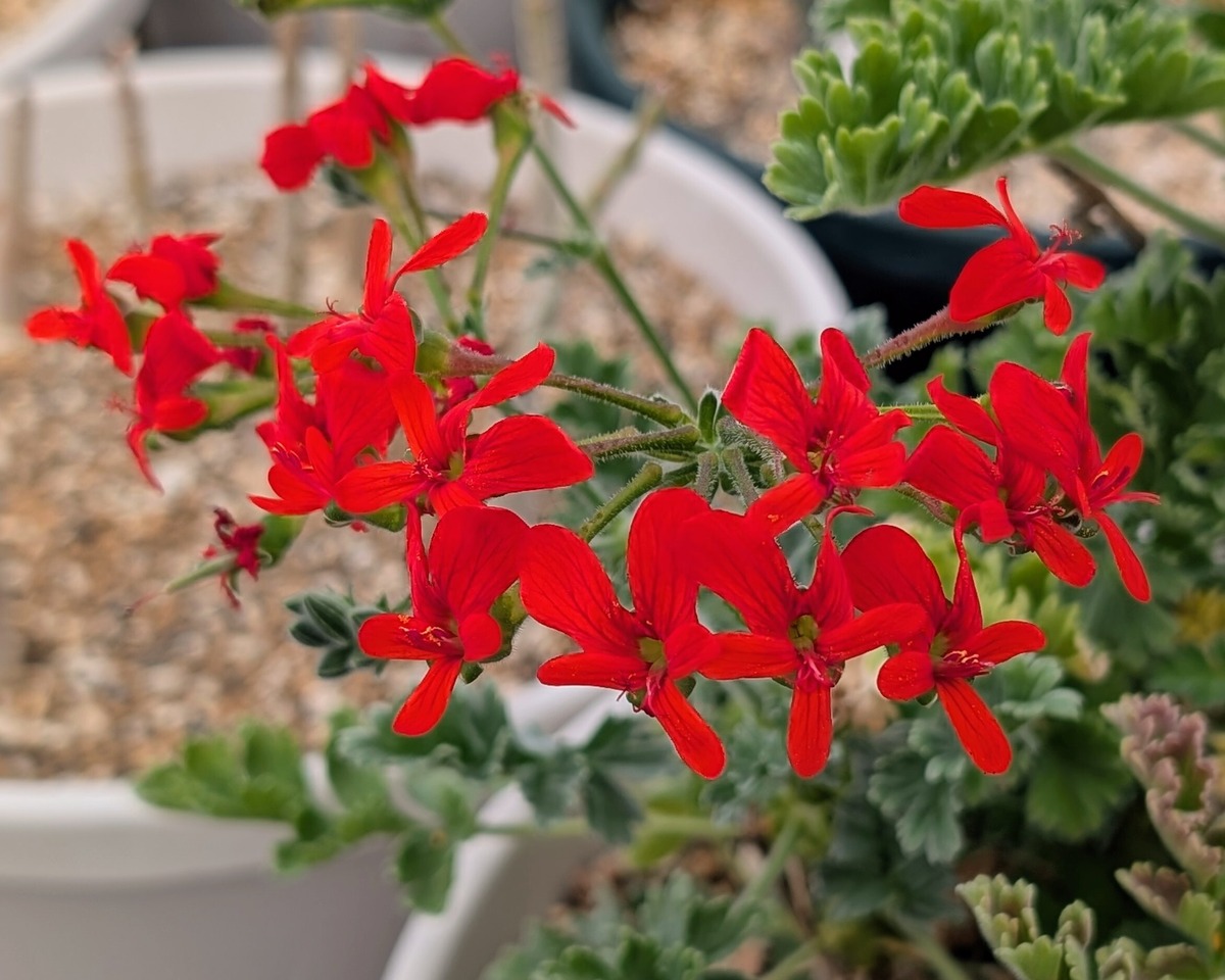 種子(少量パック)/5粒】Pelargonium fulgidum (Umdaus, RSA 