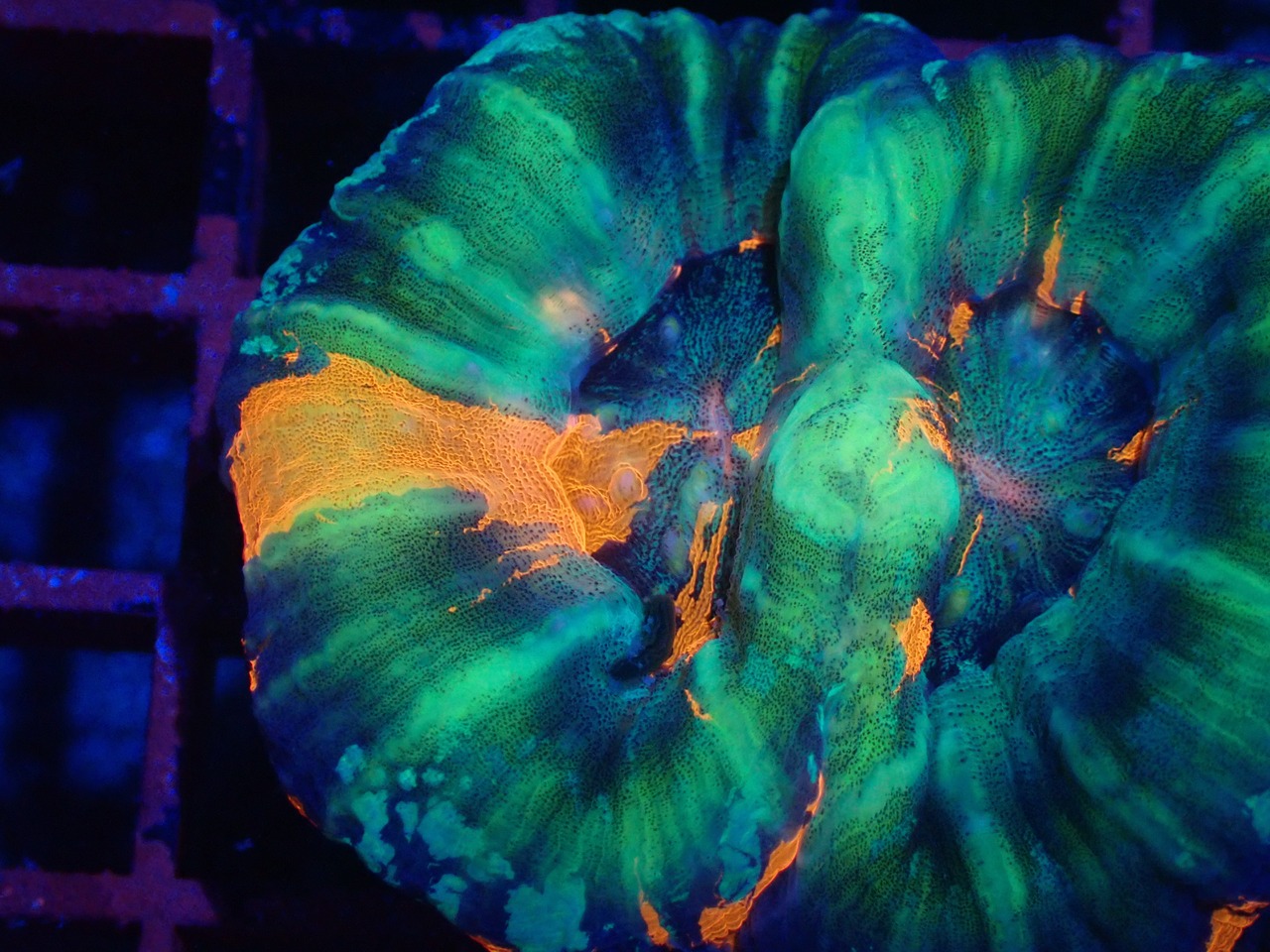 Scolymia DoubleHead WarPaint