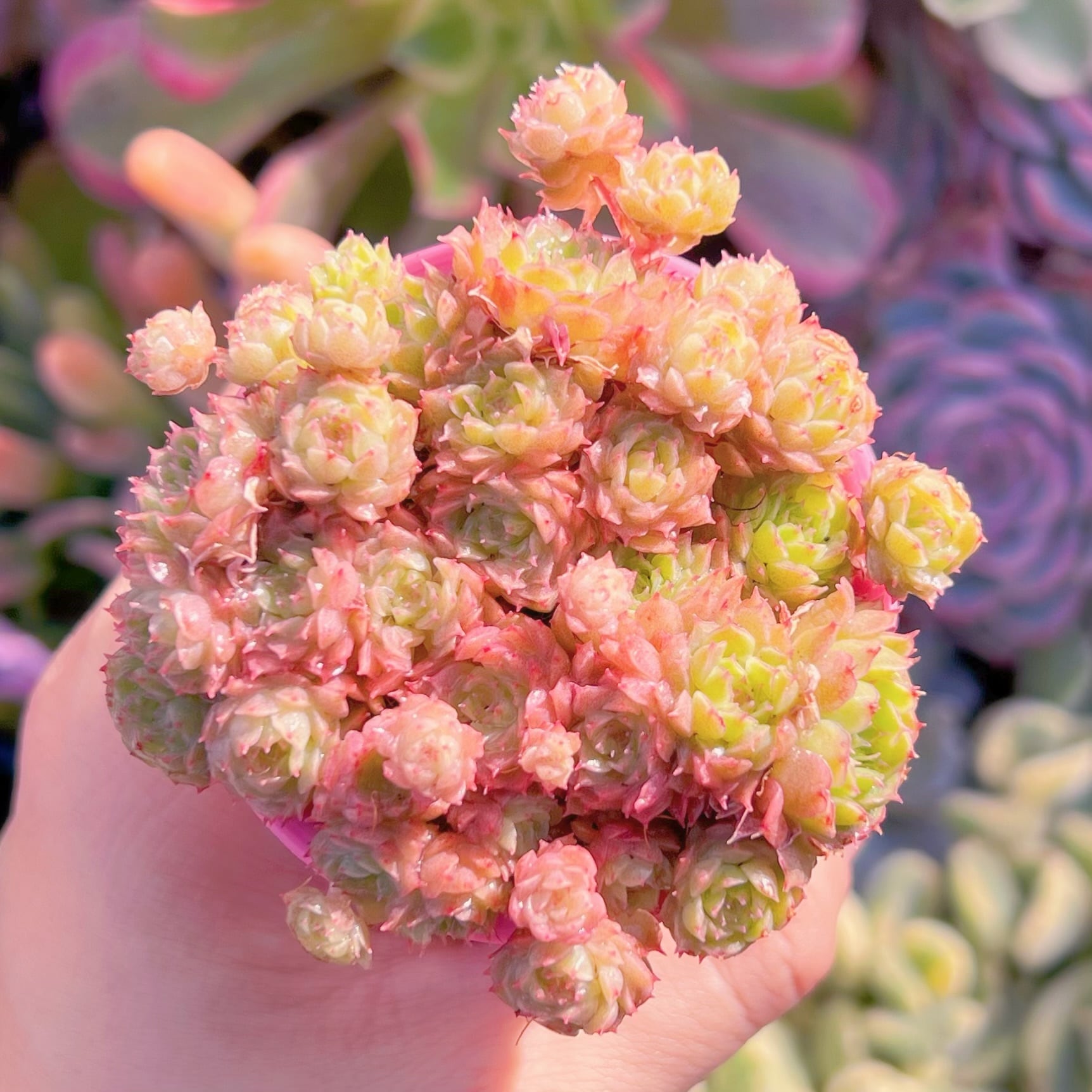 多肉植物　リトルレッドボート　群生　るる農園