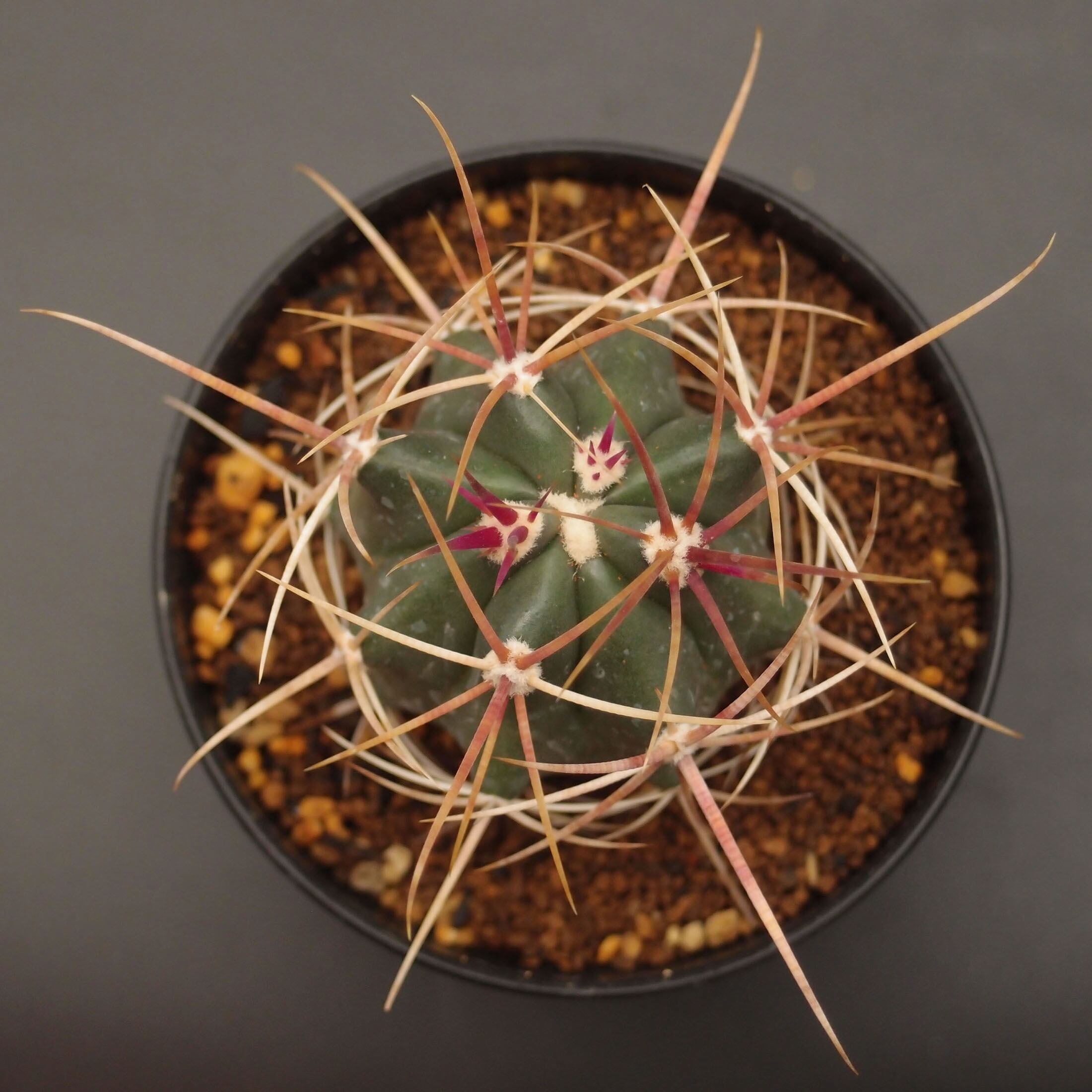 白鳥丸(はくちょうまる)：フェロカクタス属 (B01) ※実生 | 万緑 BAN RYOKU