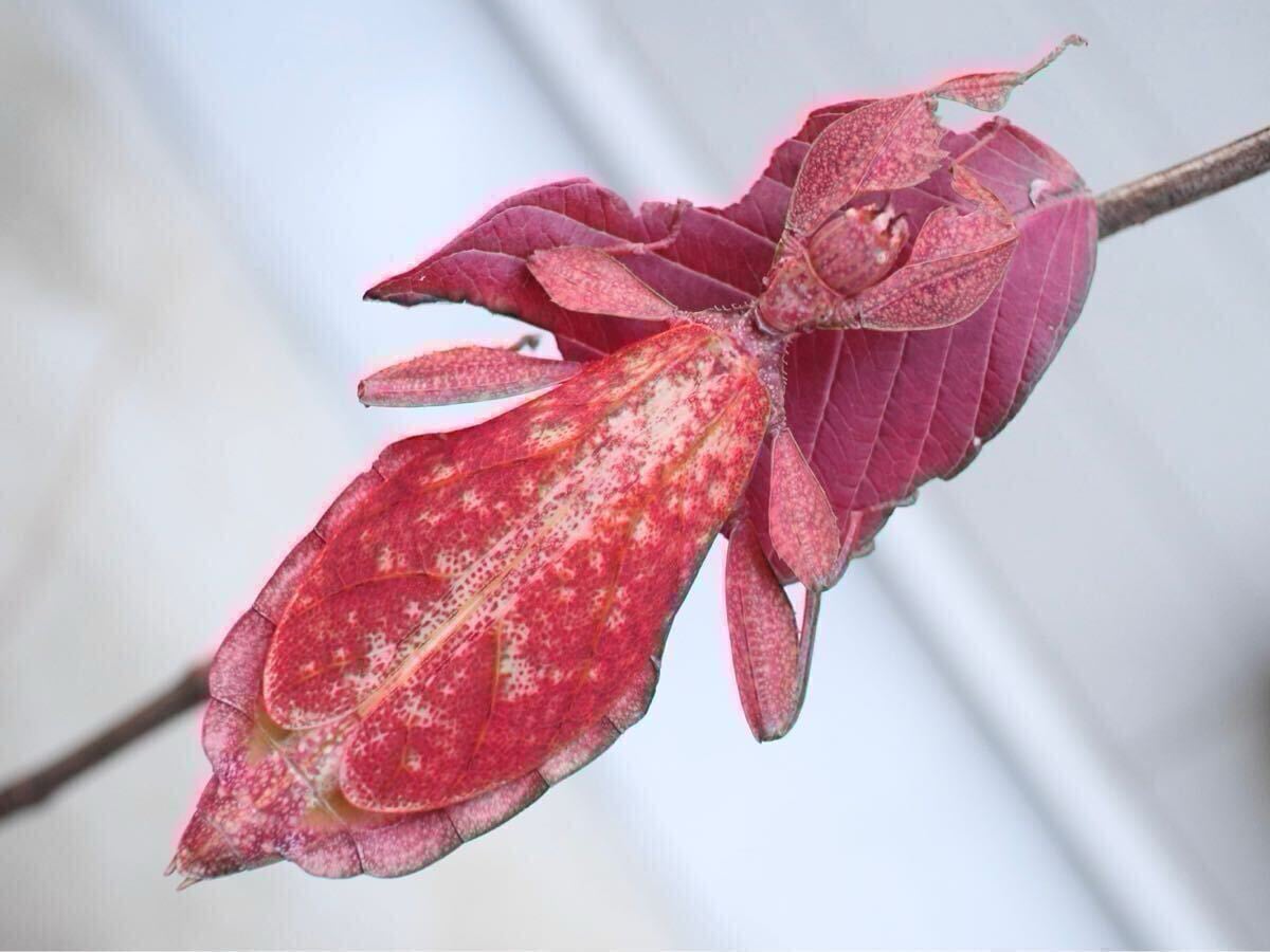 オオコノハムシ　標本　745 Phyllium giganteum 昆虫 ♀成体】オオコノハムシ Phyllium giganteum 全長11cm程 | オモニキチュウ