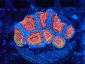 Loadhowensis PremiumRainbow 8