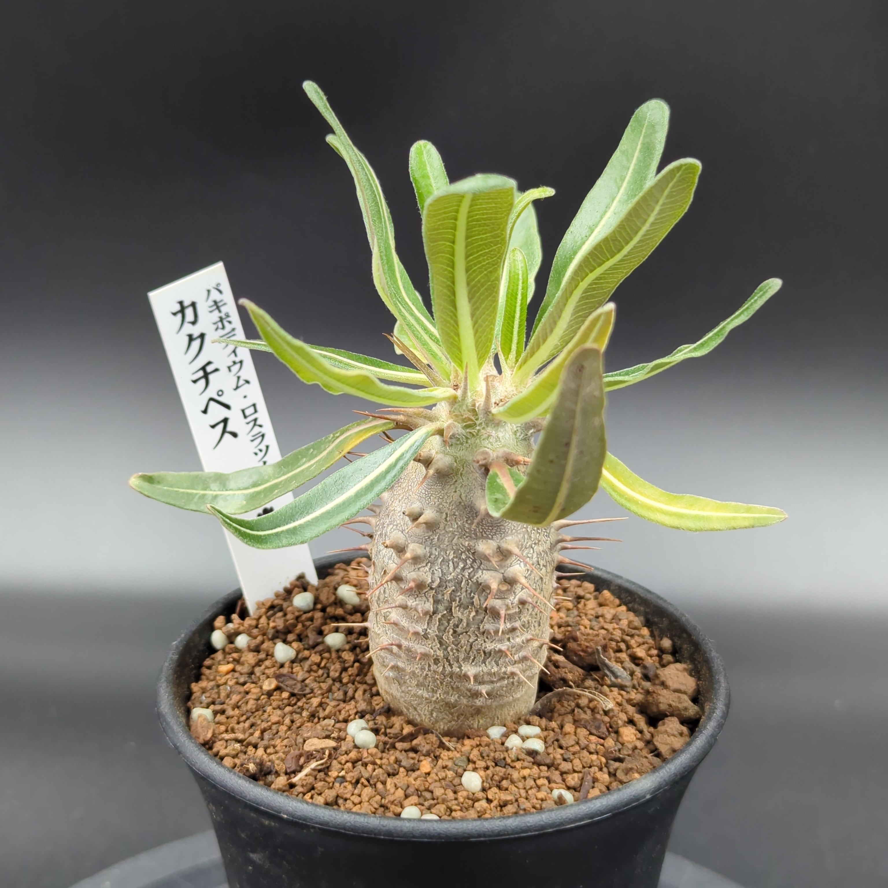 パキポディウム・カクチぺス【カクタス長田 特選品】 | BRIDGE