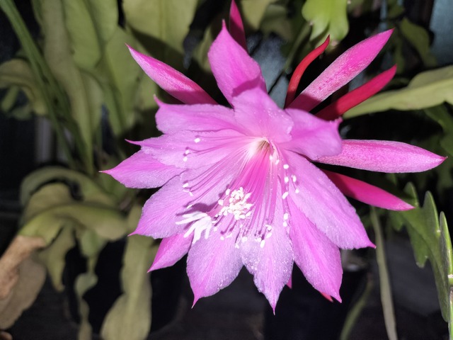 Epiphyllum hybrid '月樓 '　ミズ苔　吊り