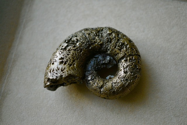 フランス産黄鉄鉱化アンモナイト化石 Lytoceras cornucopiae 1659