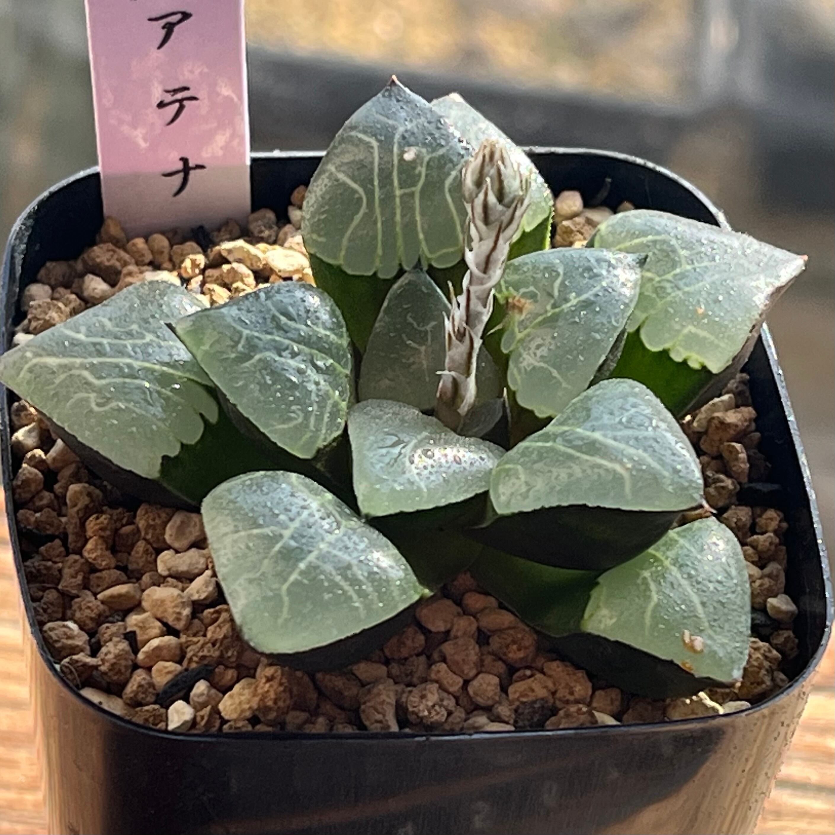 ハオルチア 花狐錦 | mocono_plants