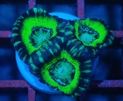 BossCollection Lordhowensis Frag 2