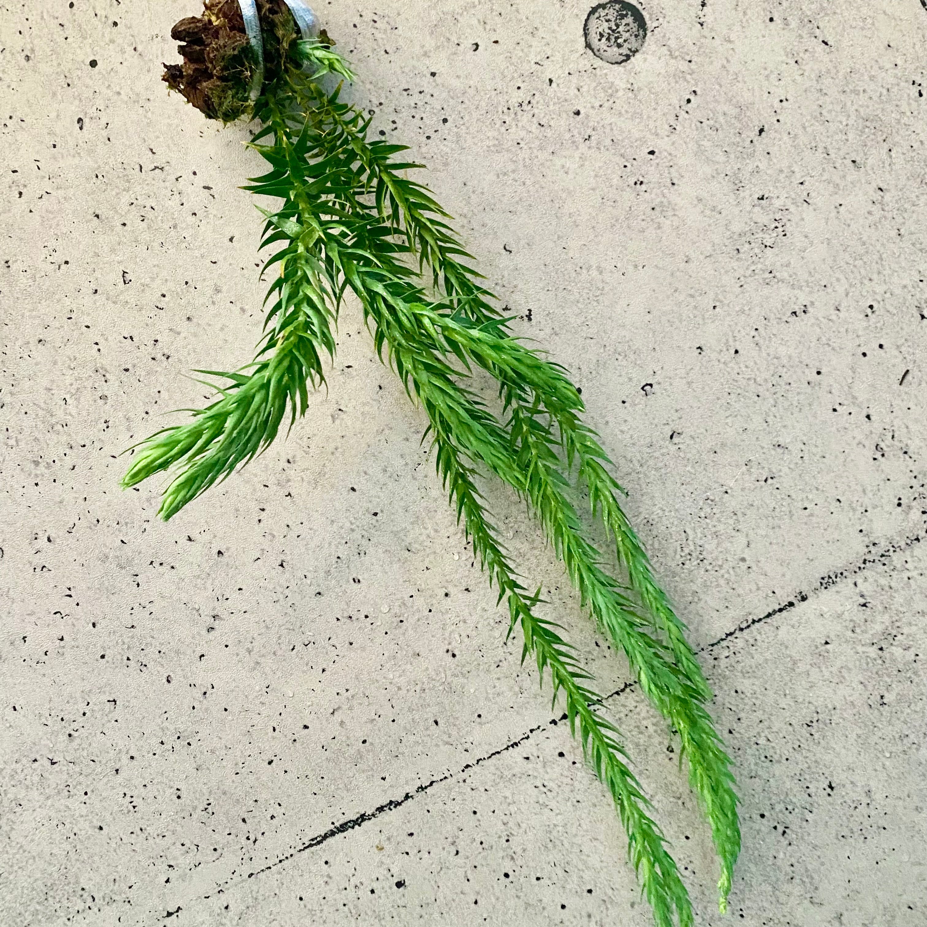 Planet Plants プラネットプランツ
