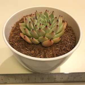 多肉植物 エケベリア ザラゴーサ Echeveria mexensis Zaragosa  No.1