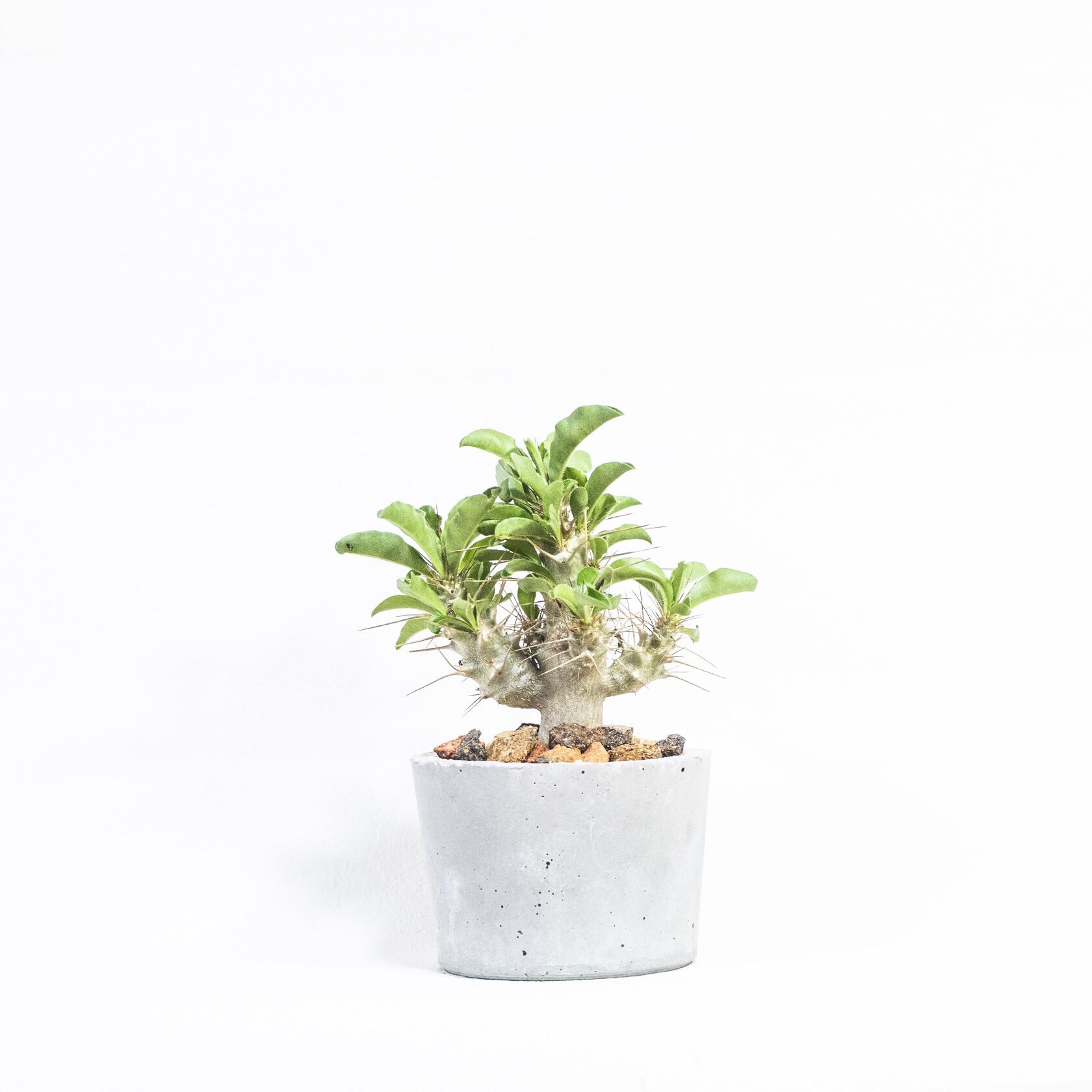 ≪ レア植物 ≫室内管理もオッケーなパキポディウム・サンデルシーの鉢植え｜手のひらサイズの手作りモルタル鉢