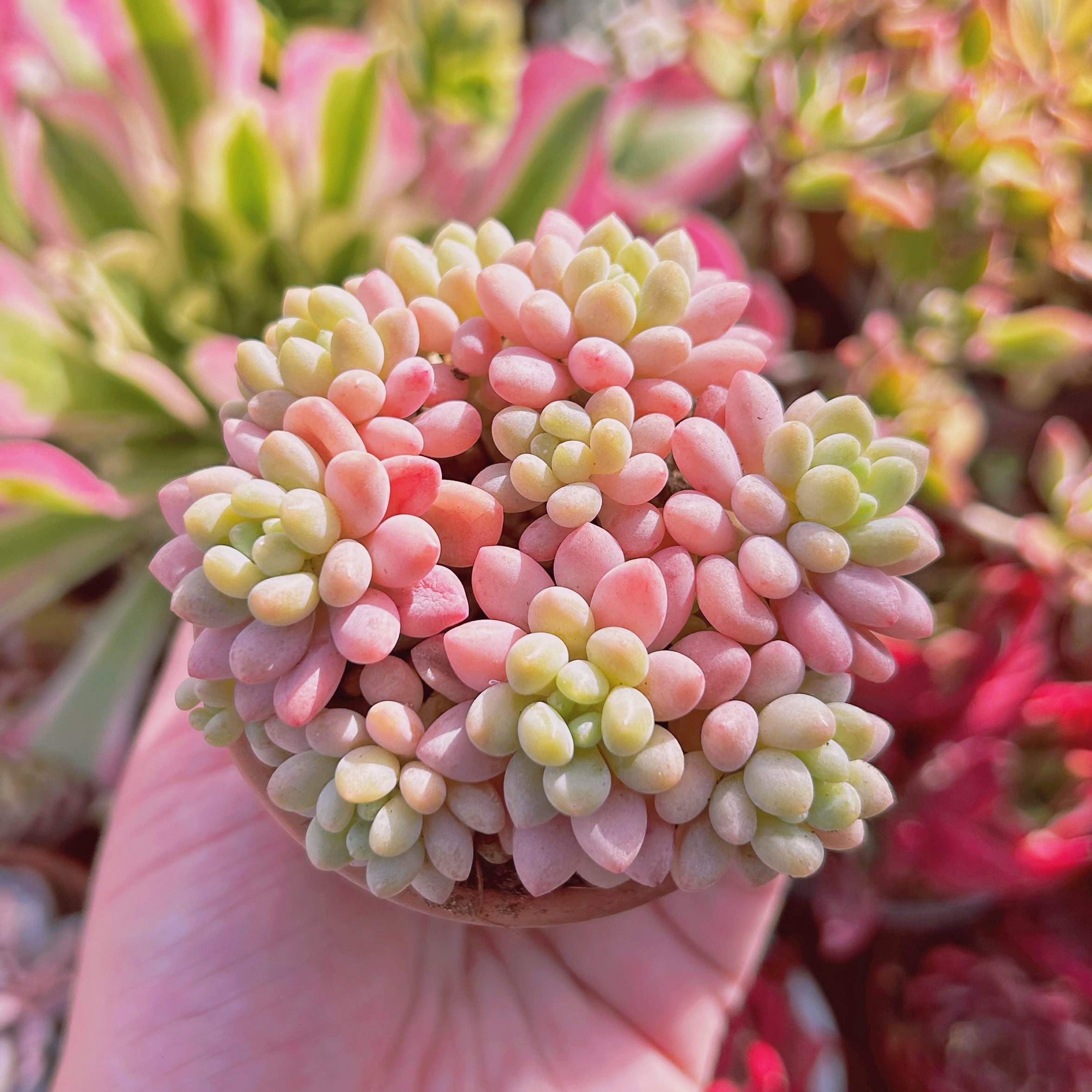 多肉植物 キャビア 6頭以上 大群生 | るる農園~多肉植物専門