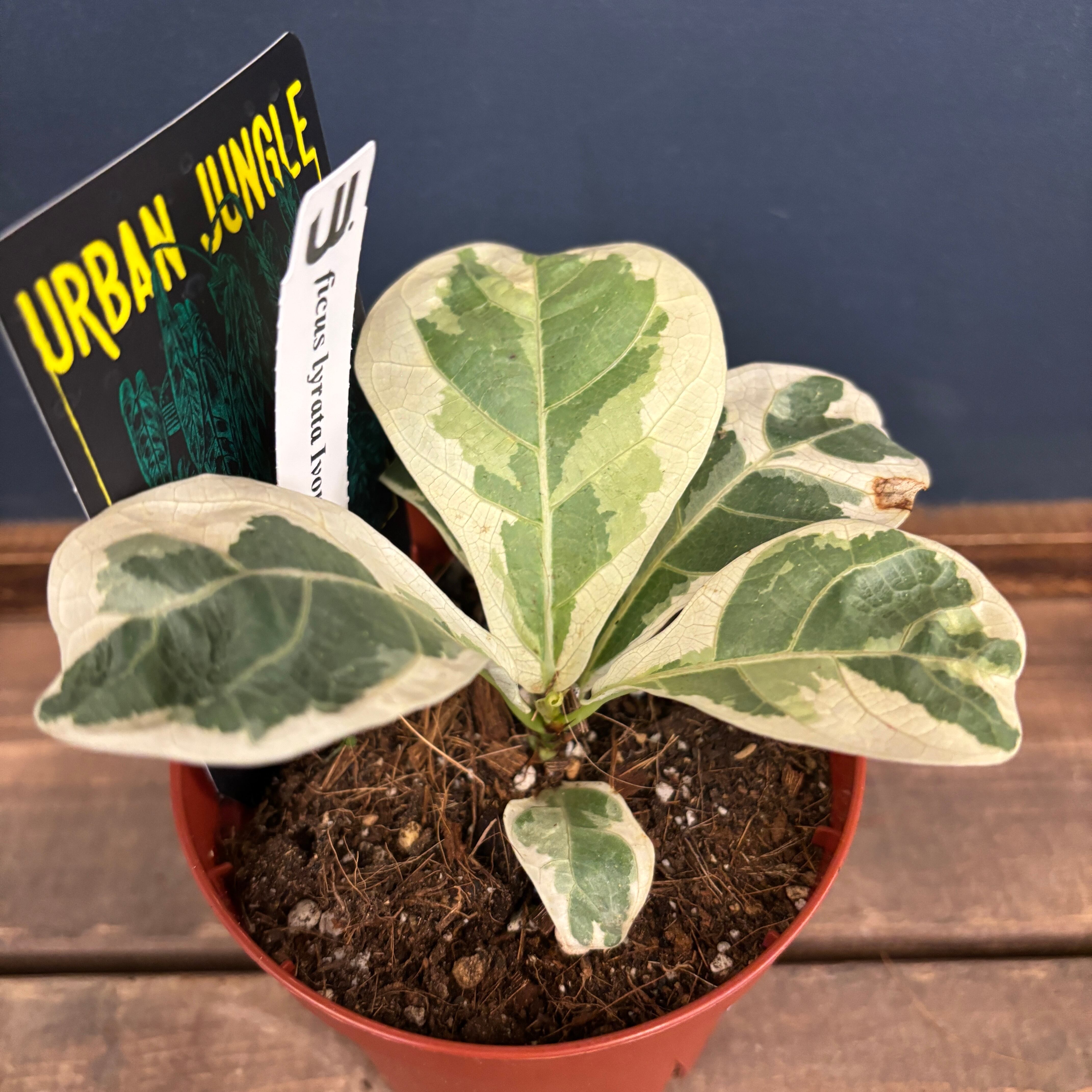 フィカス リラータ イヴォンヌ(斑入り)【659】 | PROTOLEAF