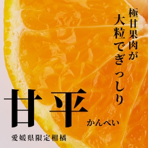 【贈答用】甘平　約2.5kg以上　化粧箱　愛媛県産