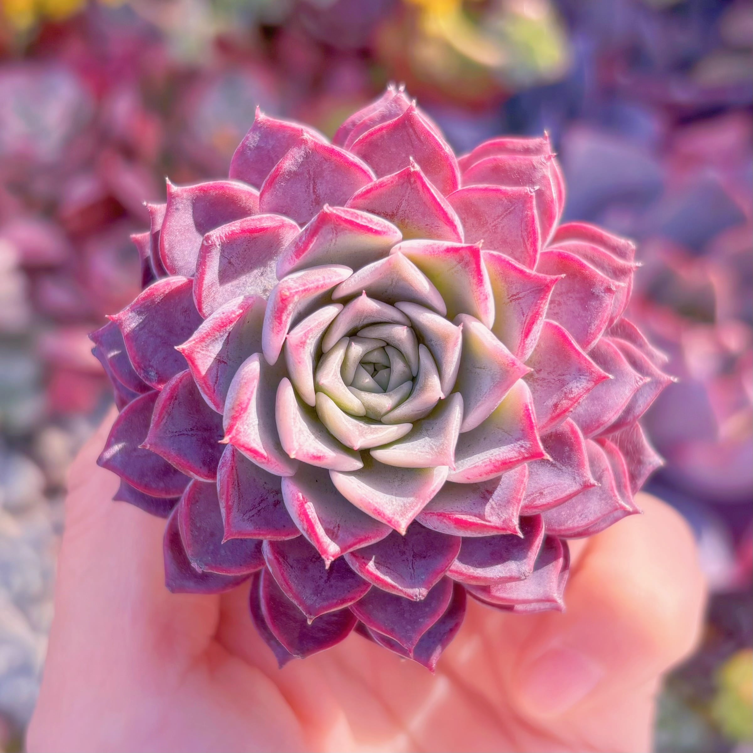 多肉植物　腮紅　新入荷　るる農園