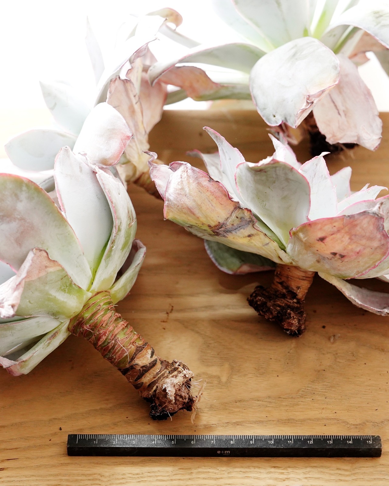 一部発根済カット苗 カンテ XL Echeveria cante