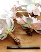 一部発根済カット苗 カンテ XL Echeveria cante