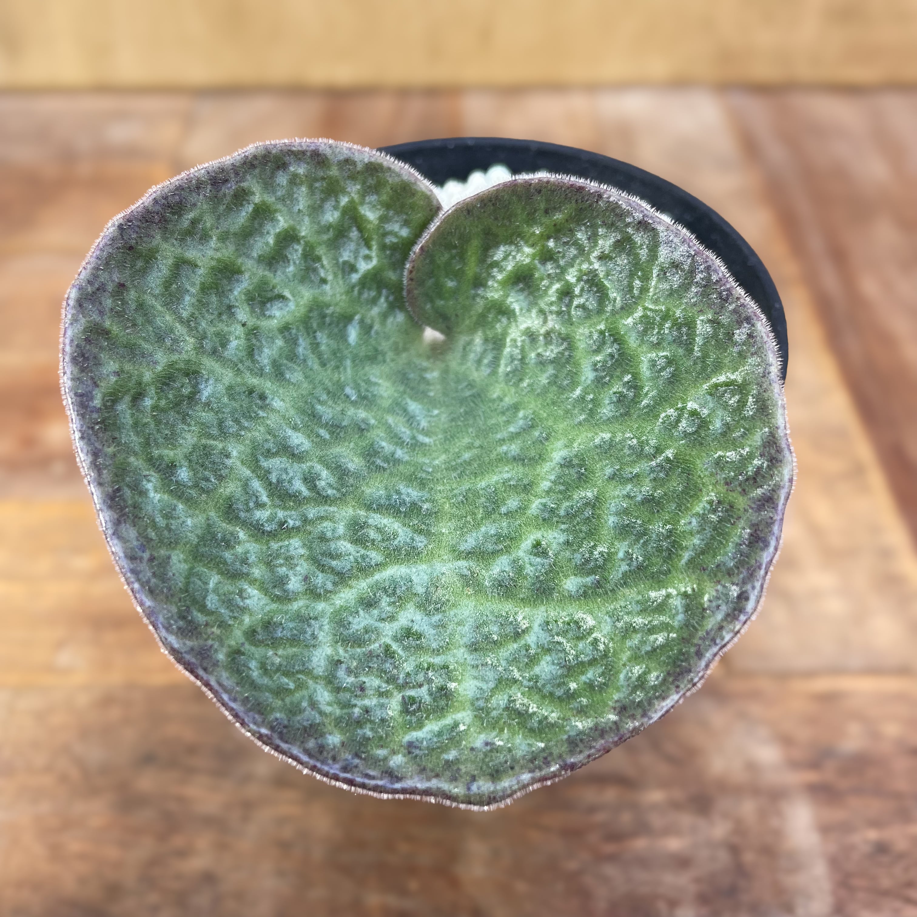 Tyrecodon singularis【チレコドン・シングラリス】 | RIMO'S GREEN