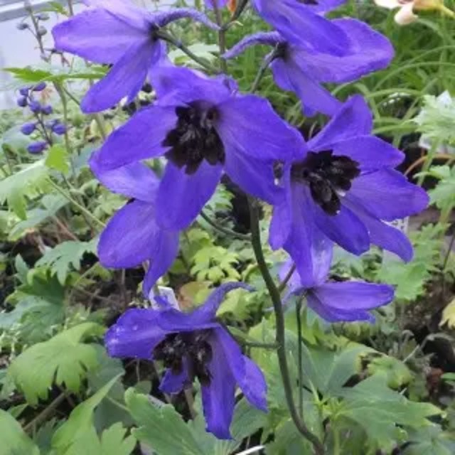 デルフィニウム 'ブラックナイト'