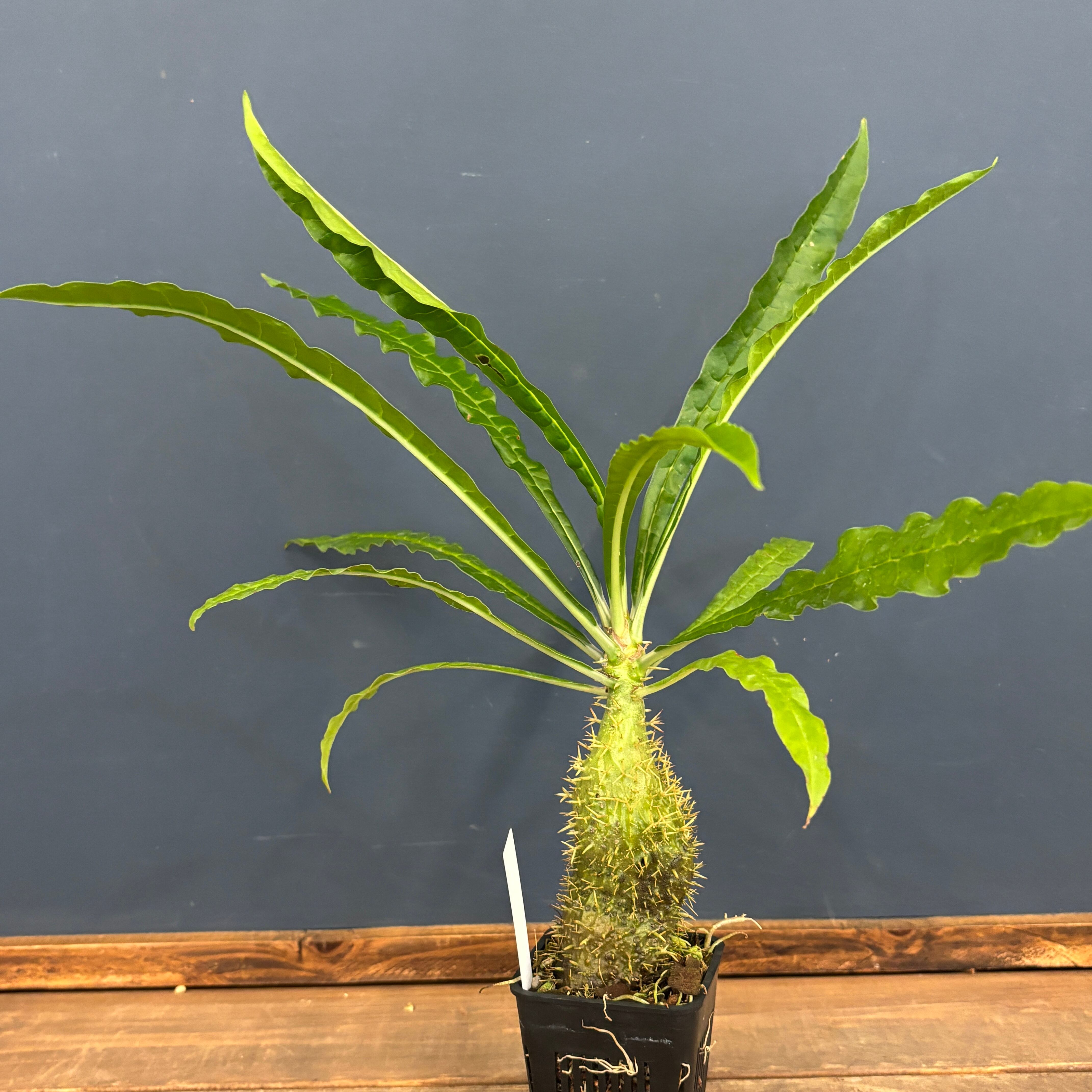 ミルメコディア alata【261】 | PROTOLEAF プロトリーフ