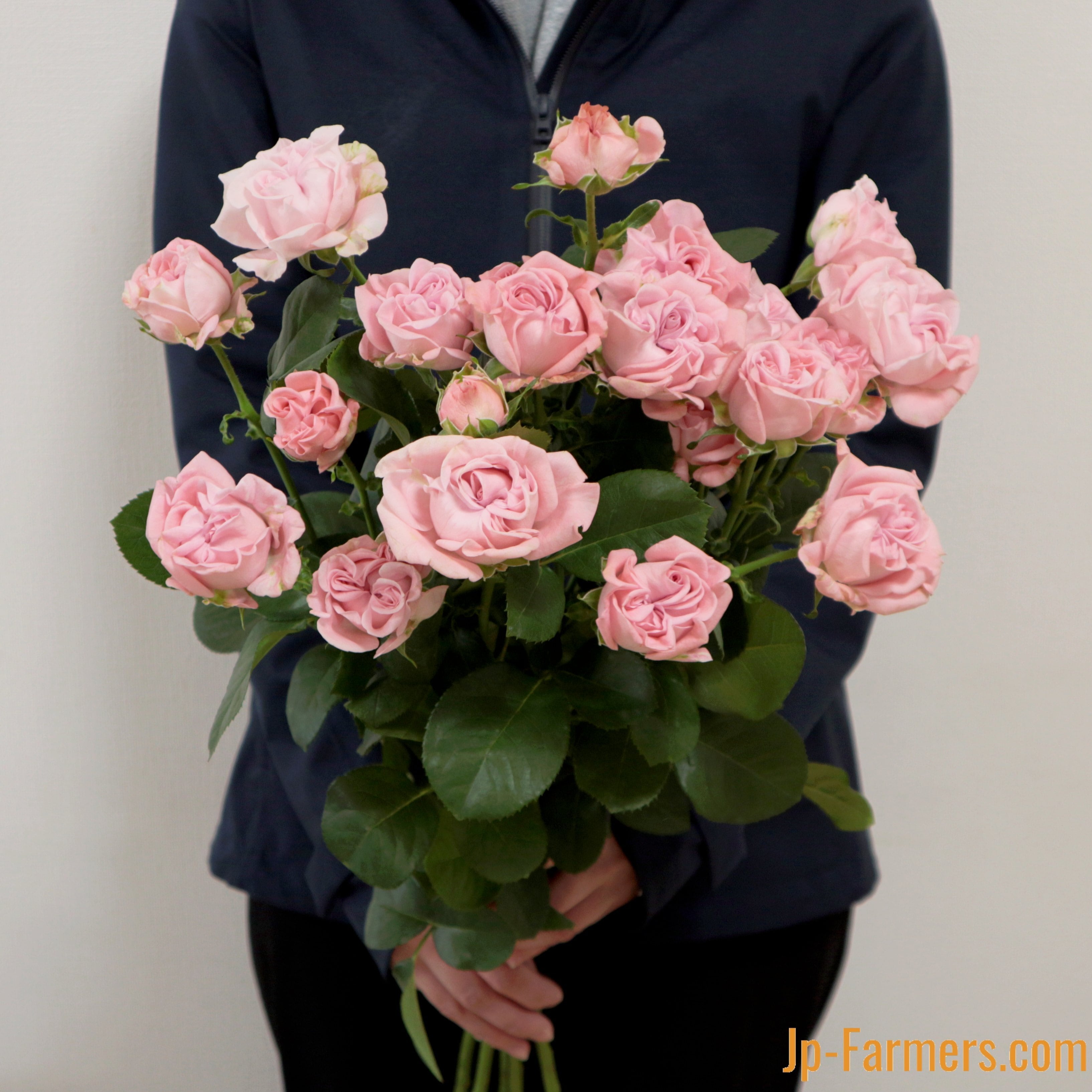 切花品種 ジェントルフロウ 薔薇苗 バラ苗 挿し木 FINEROSE ☆SPバラ 品種名：ジェントルフロウ | 新鮮お花