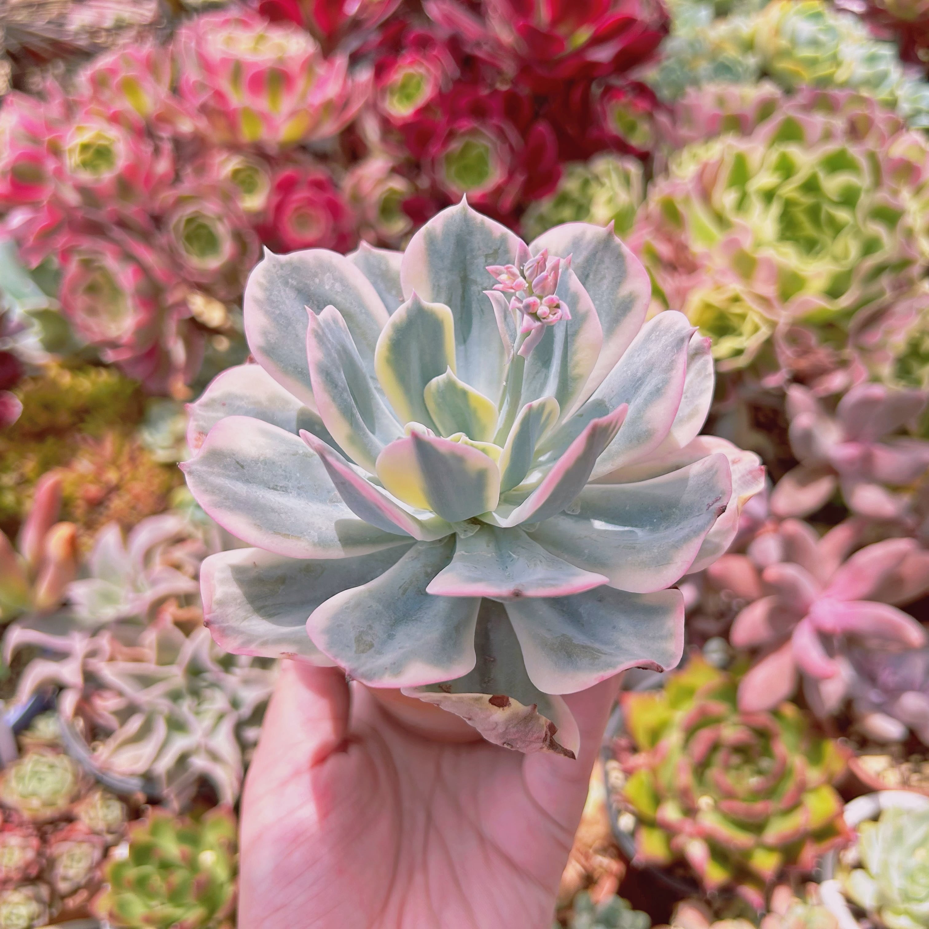 2230現物 多肉植物 七福神錦 特大 | るる農園~多肉植物専門