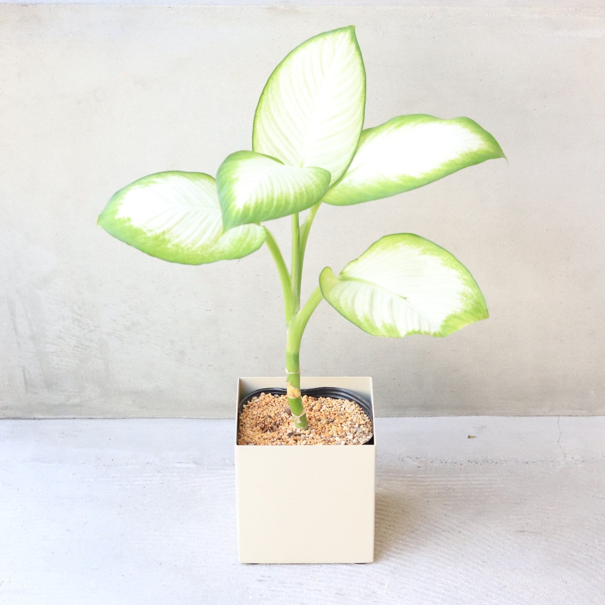 【グリーン】ディフェンバキア・ムーンライト