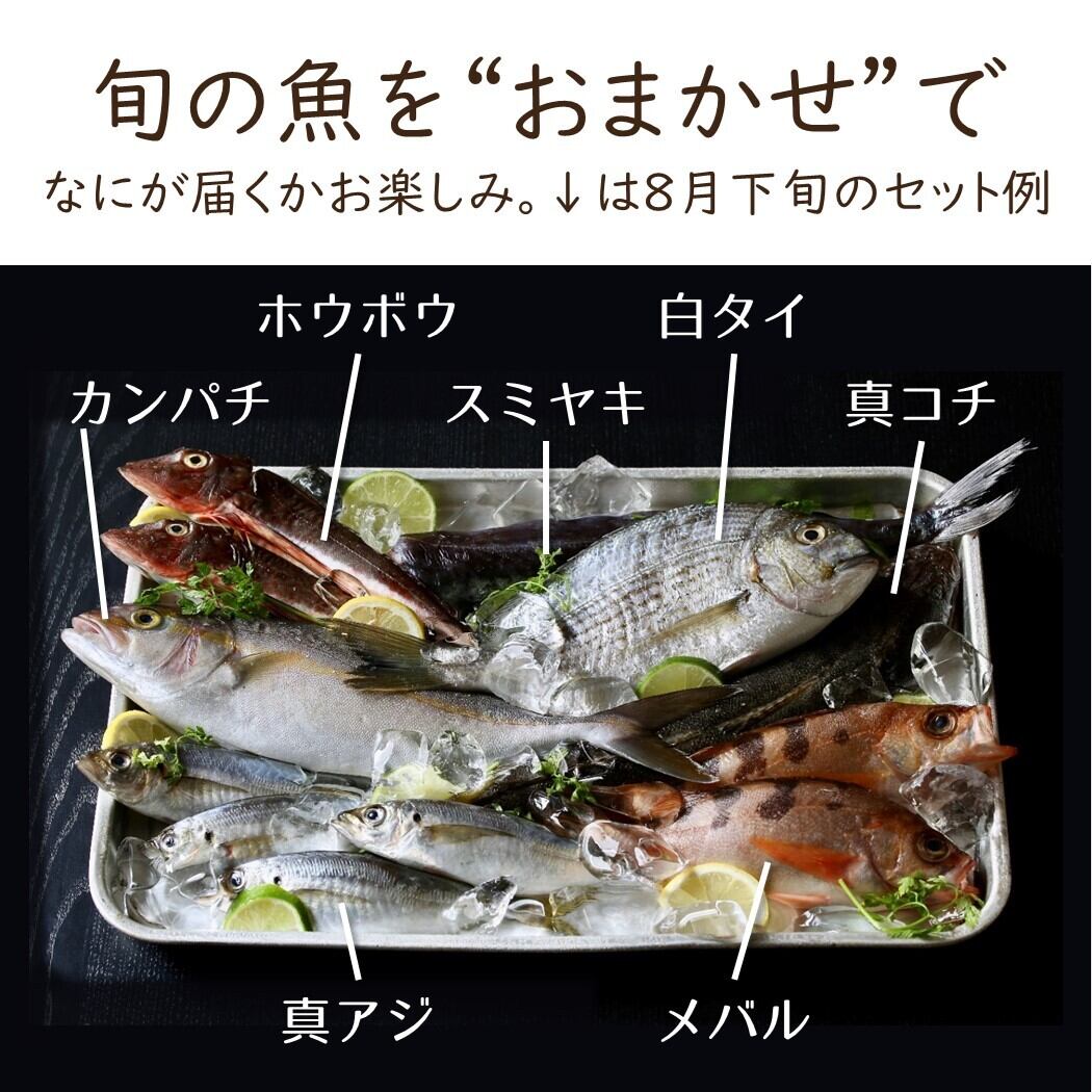 魚卓 鮮魚セット お試し 湘南茅ヶ崎 顔の見えるお店