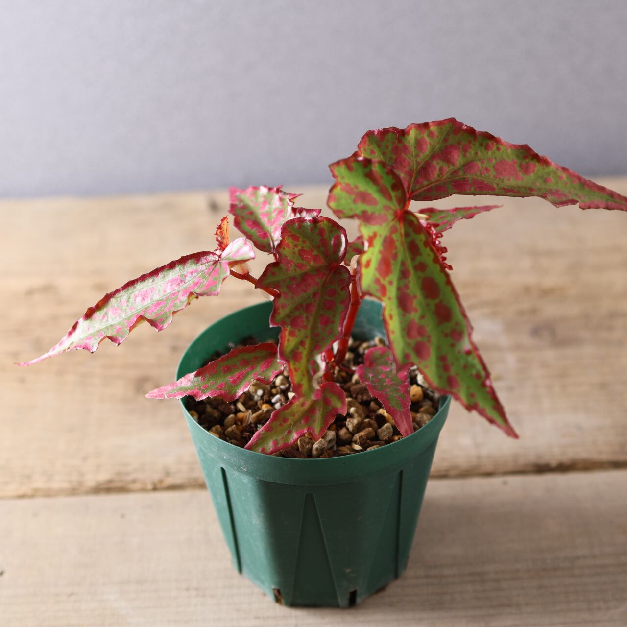 392 斑点と個性が踊る、唯一無二のハイブリッドベゴニア『ベゴニア