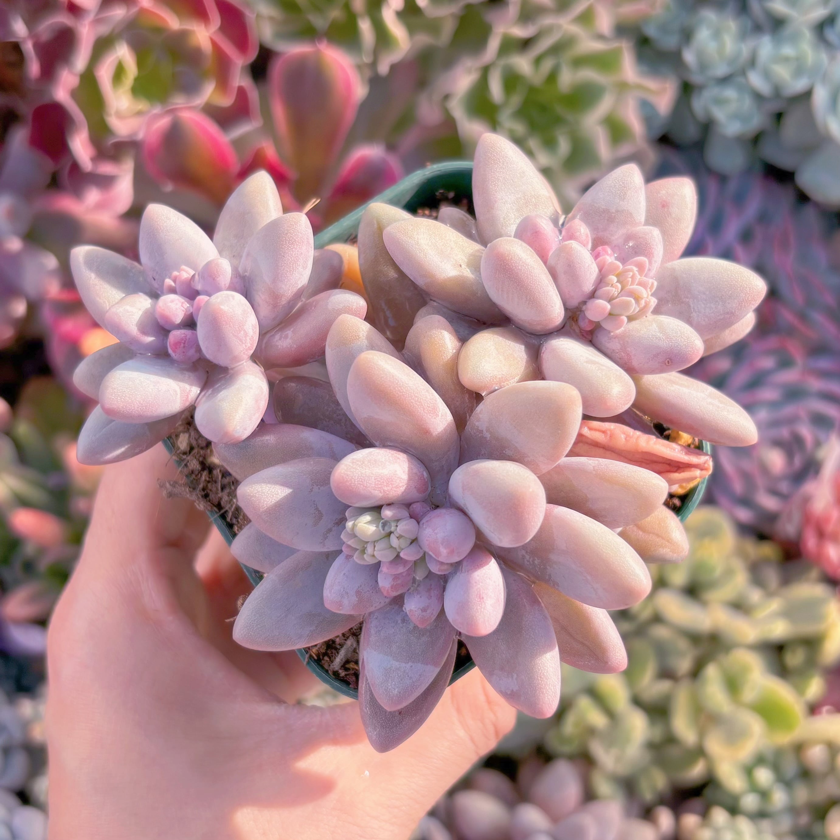 現品　白い恋人#646　群生　るる農園