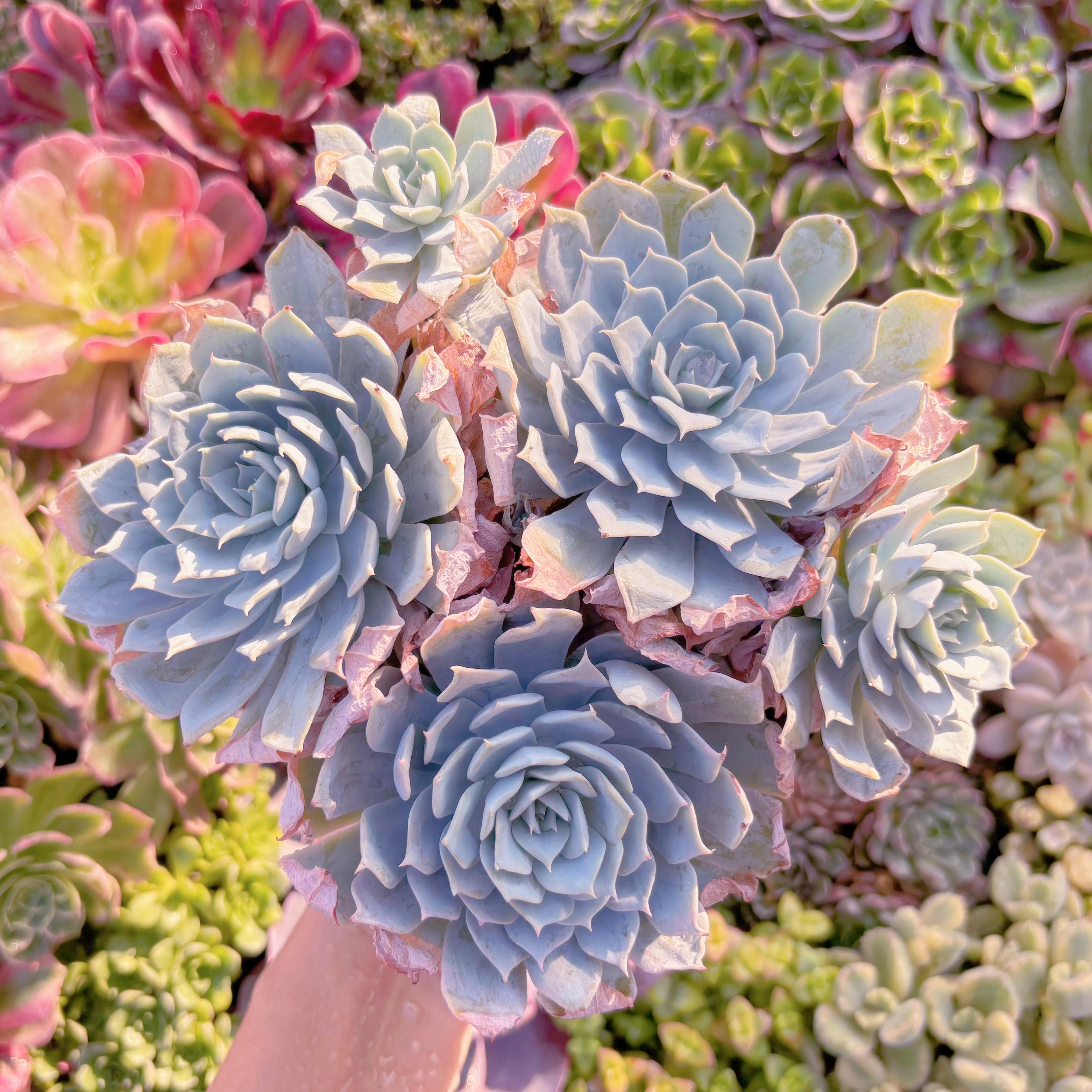 現品　デスメチアナ#M298　大群生　るる農園