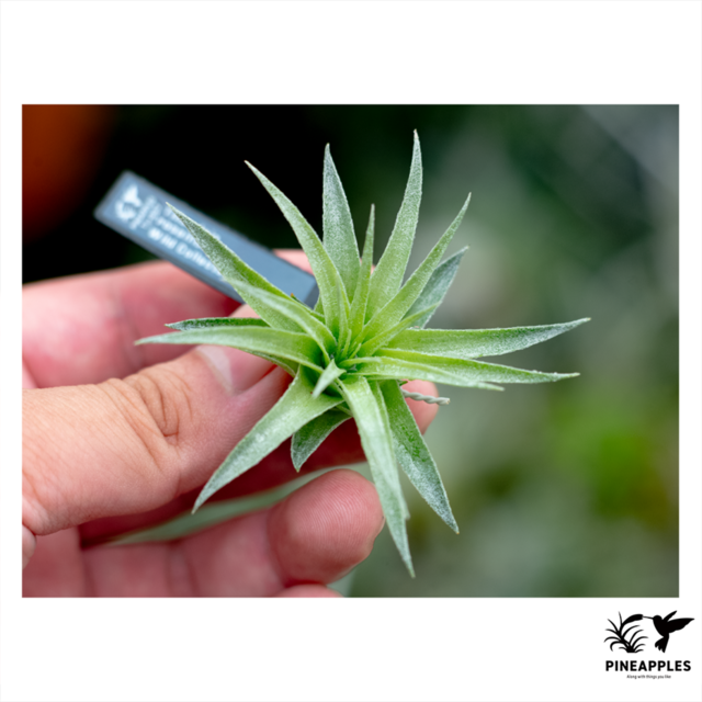 Tillandsia Loliacea compact (EU) 速達発送 Tillandsia loliacea (Compact Good Clone) | PINEAPPLES