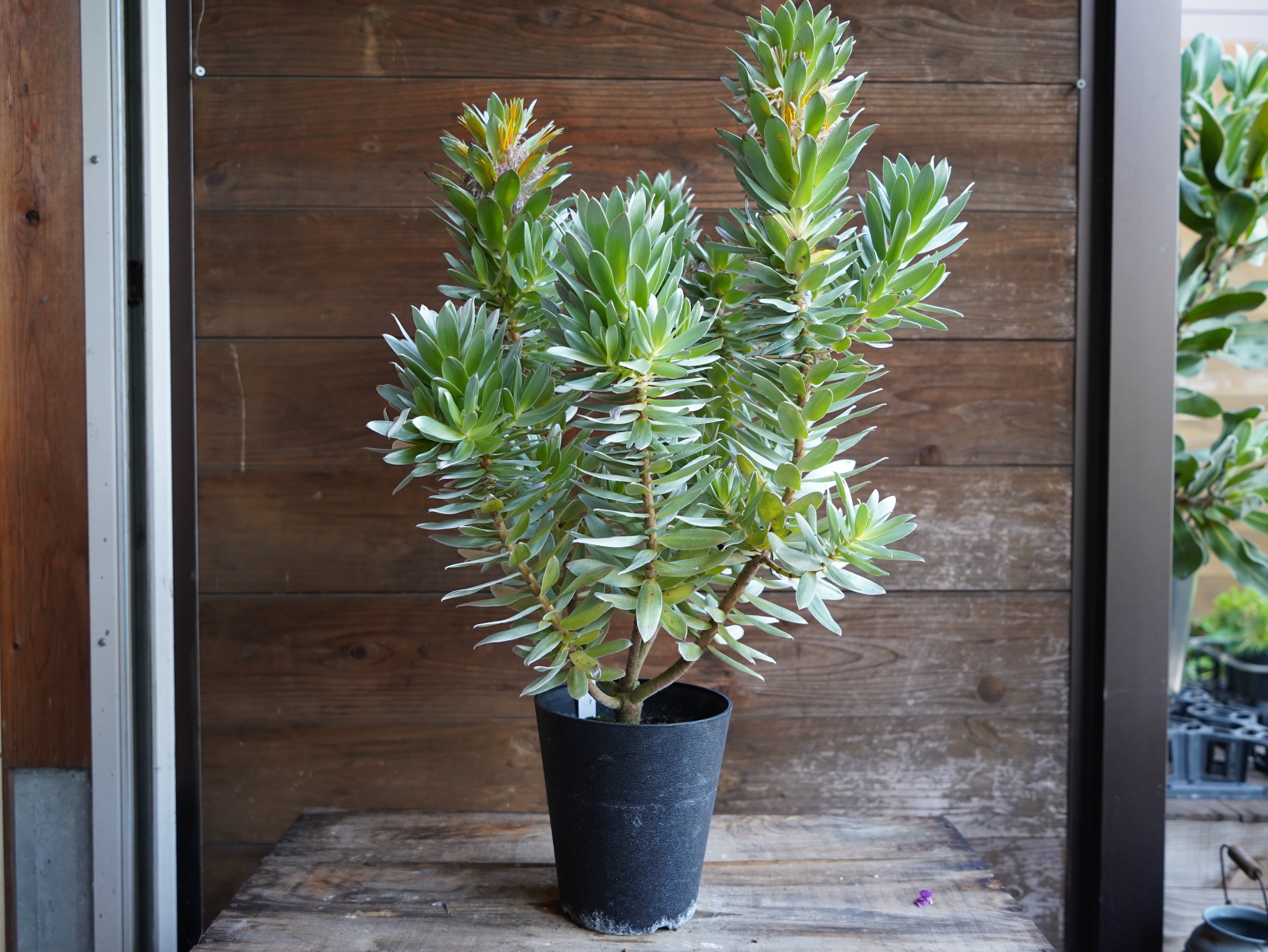 【現物】ミメテス　”クラッカージャックシルバー”　C