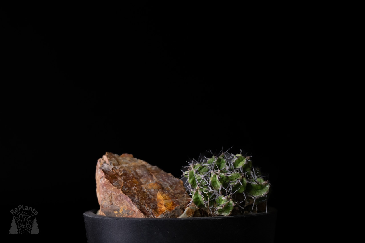 Habitat Style Euphorbia mitriformis1