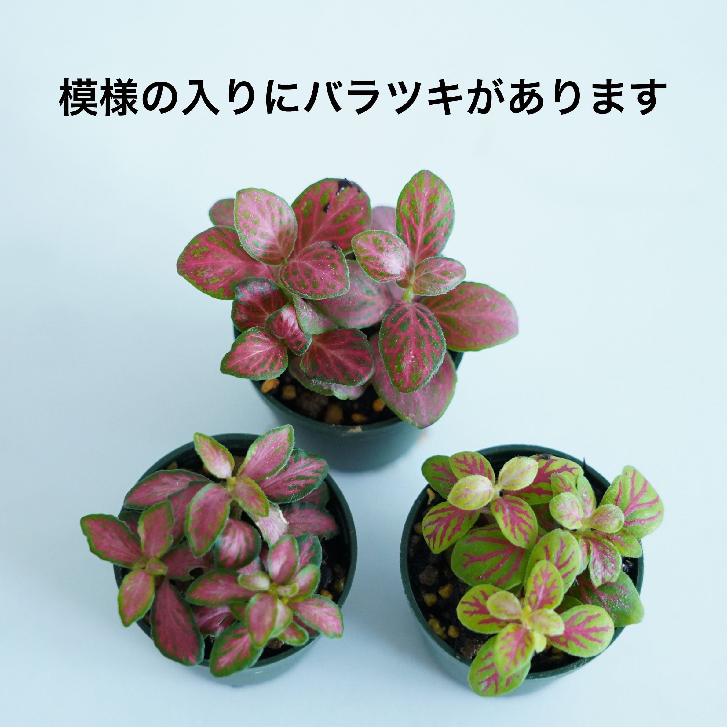 苔テラリウム　CUBE型　コケテラリウム　フィットニア3種類 フィットニア 赤系 苔テラリウム作製用素材 | 苔テラリウム専門