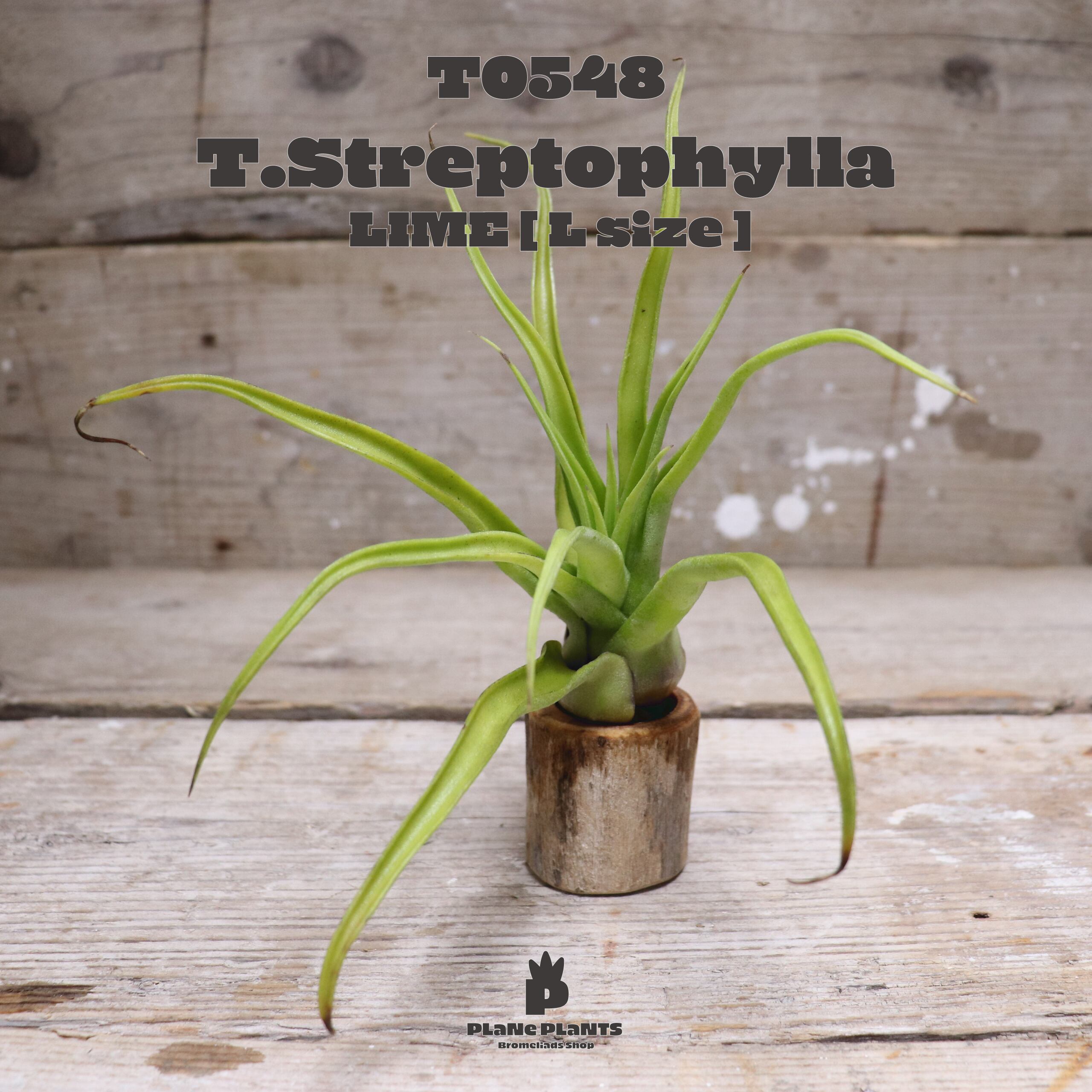 【送料無料】ストレプトフィラL 〔エアプランツ〕現品発送T0548