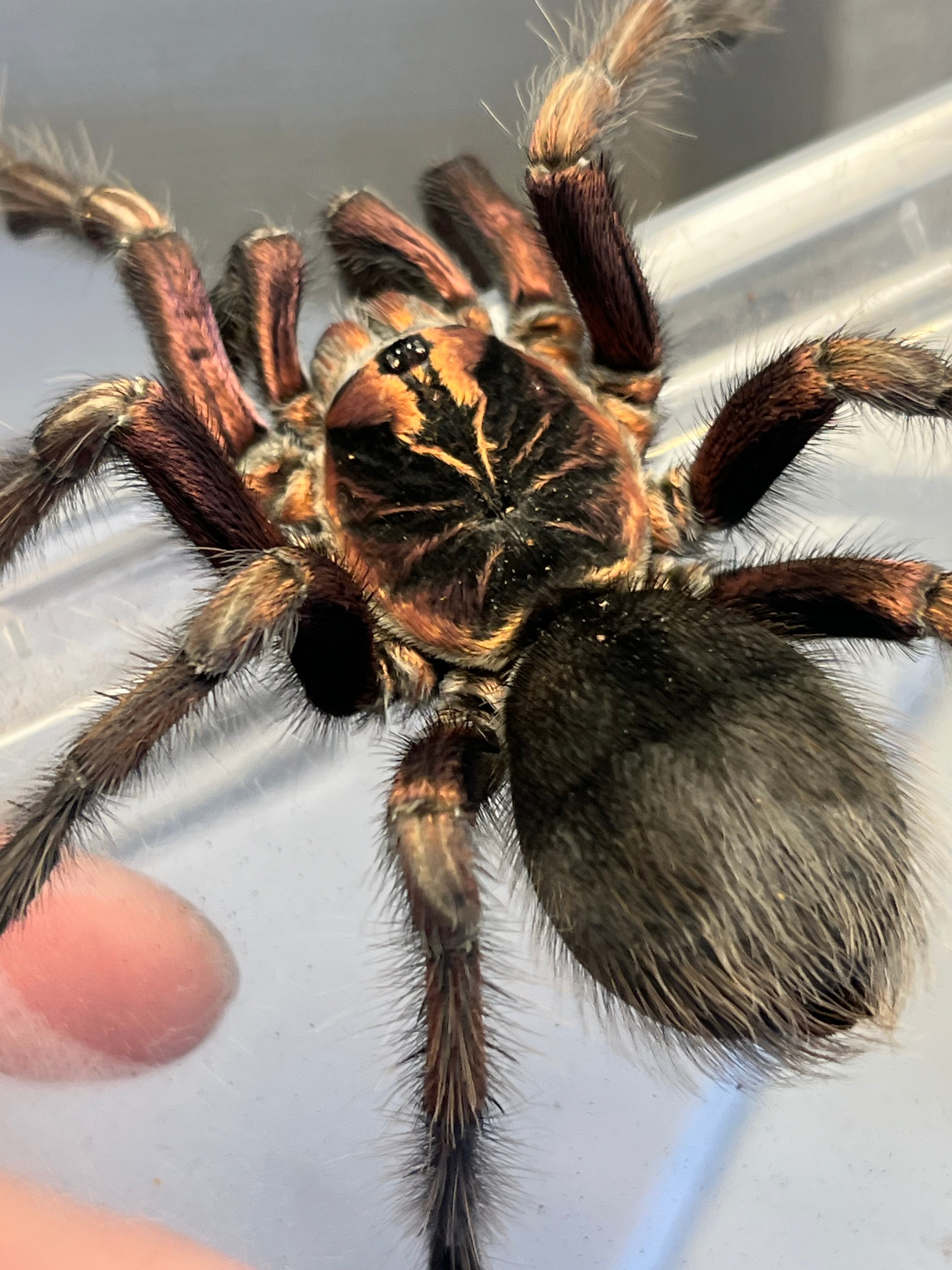 オモニキチュウ